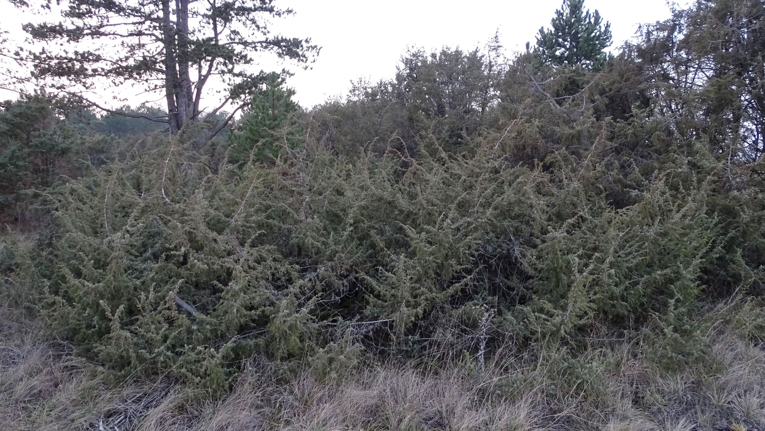 DSC04709 sandberge oberweiden, 2020-12-14, juniperus c. communis.JPG