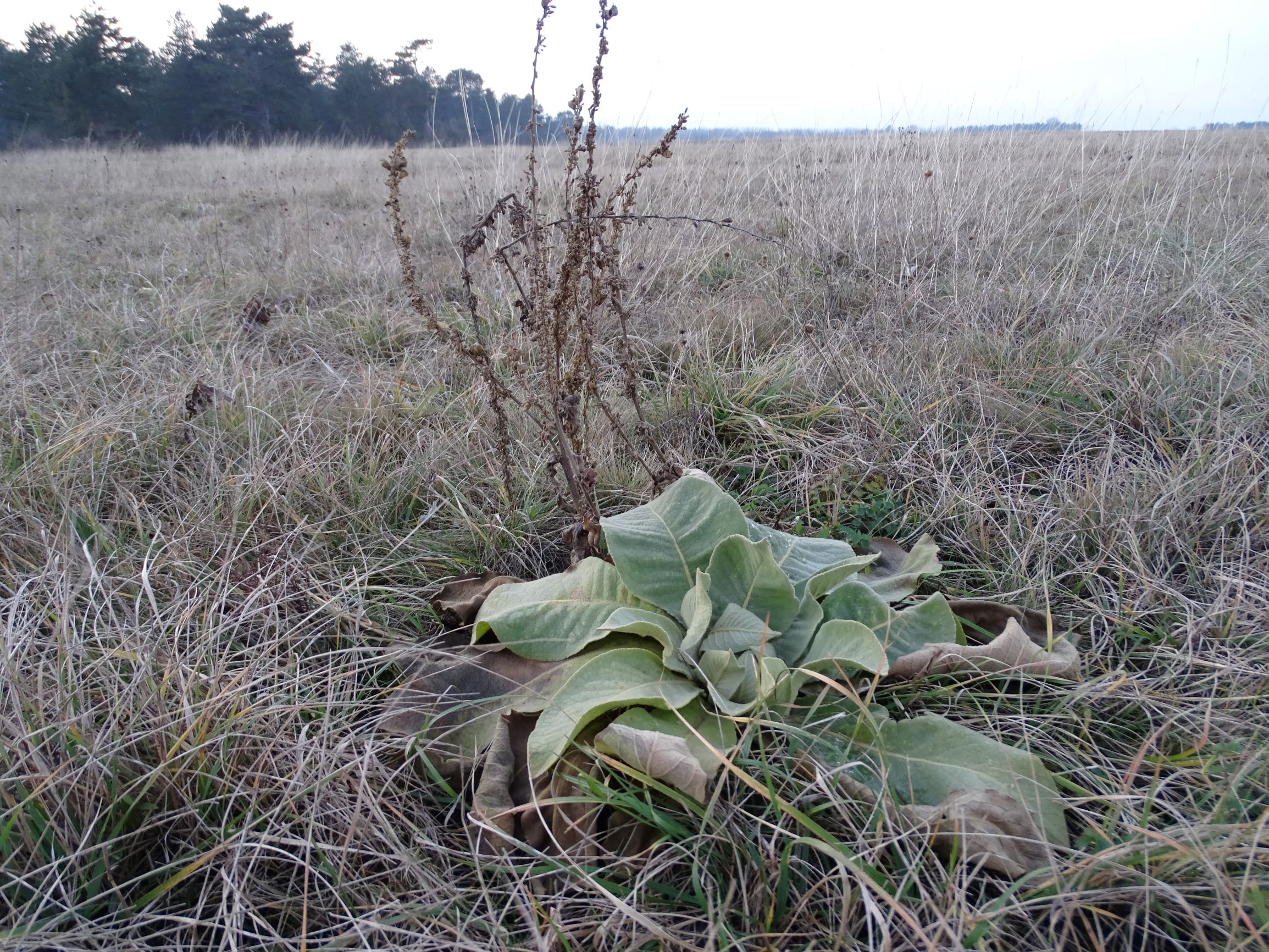 DSC04712 sandberge oberweiden, 2020-12-14, verbascum speciosum.JPG