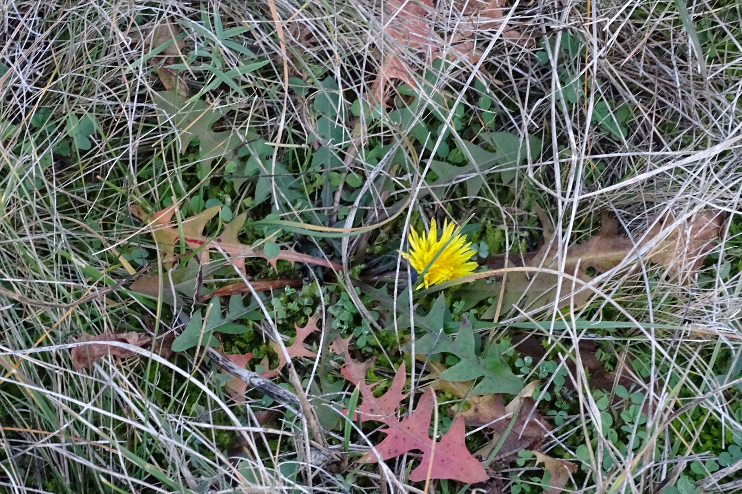 DSC04731 sandberge oberweiden, 2020-12-14, taraxacum sp..JPG