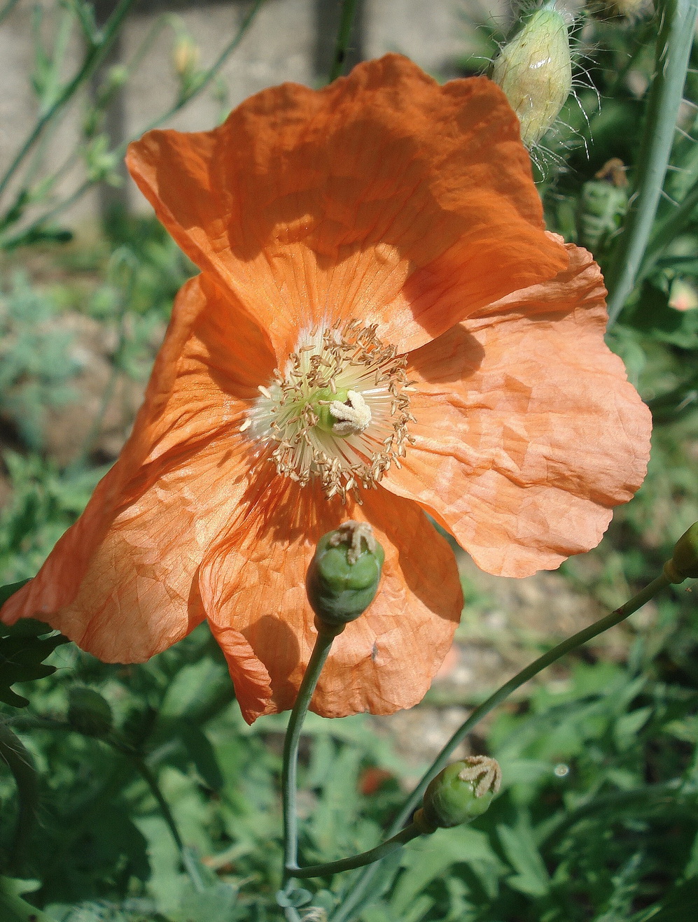 Papaver.pilosum..JPG