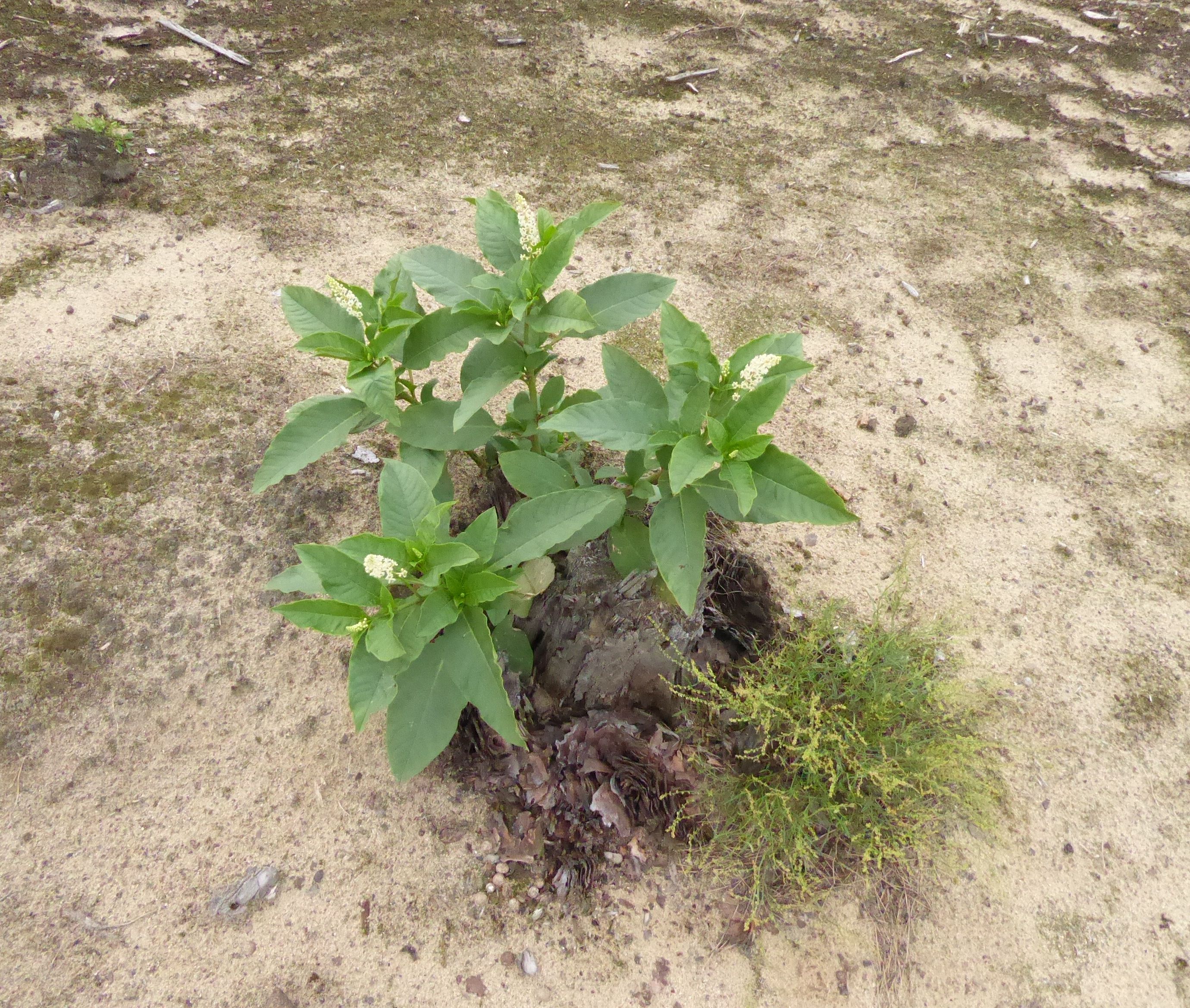 0P1050189 Phytolacca acinosa .JPG