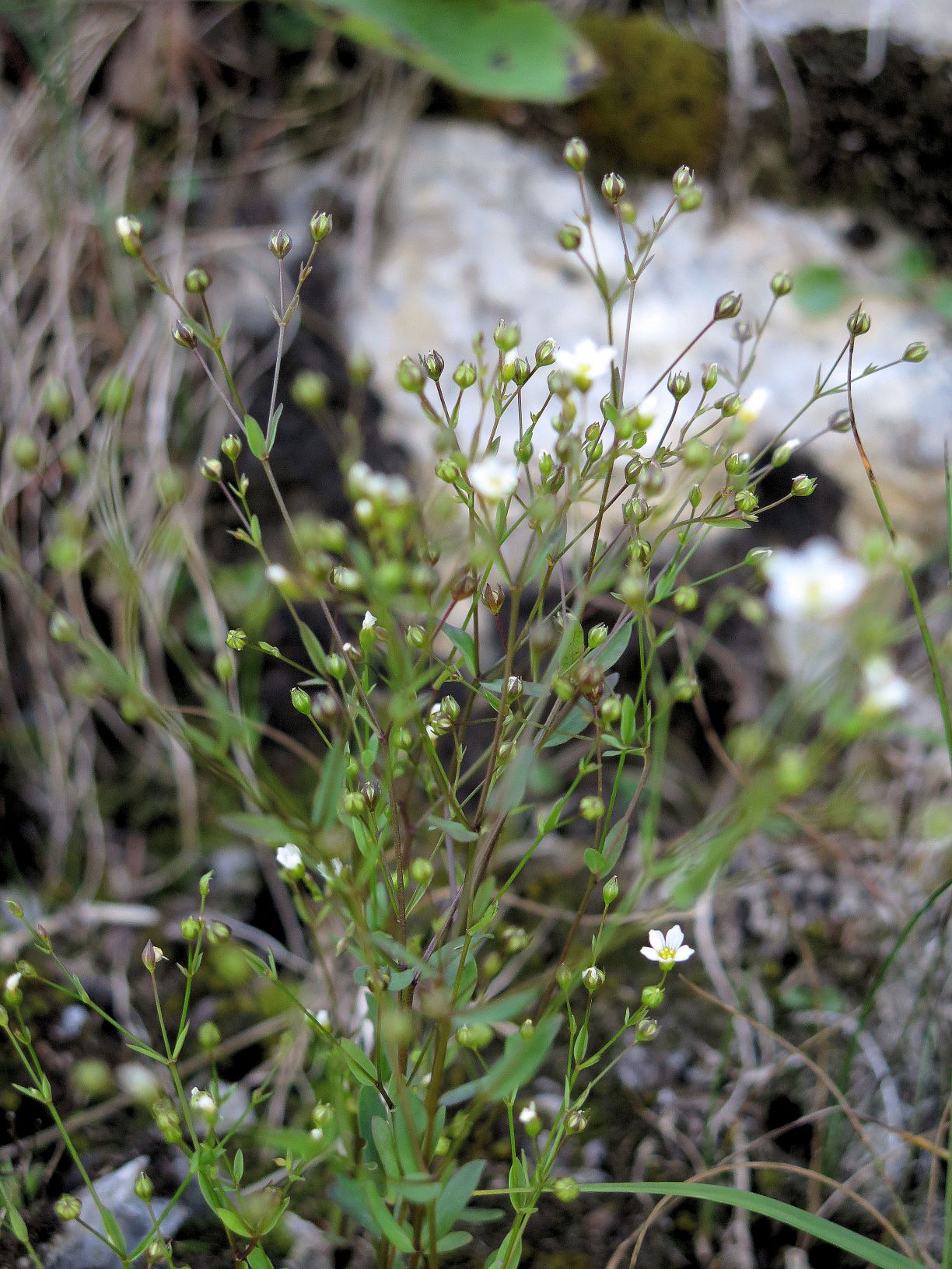 Caryophylacea ssp. unbestimmt (Holosteum ssp.)), Mürztal Frein Proles-Revier 21.07.2016 C (1).JPG