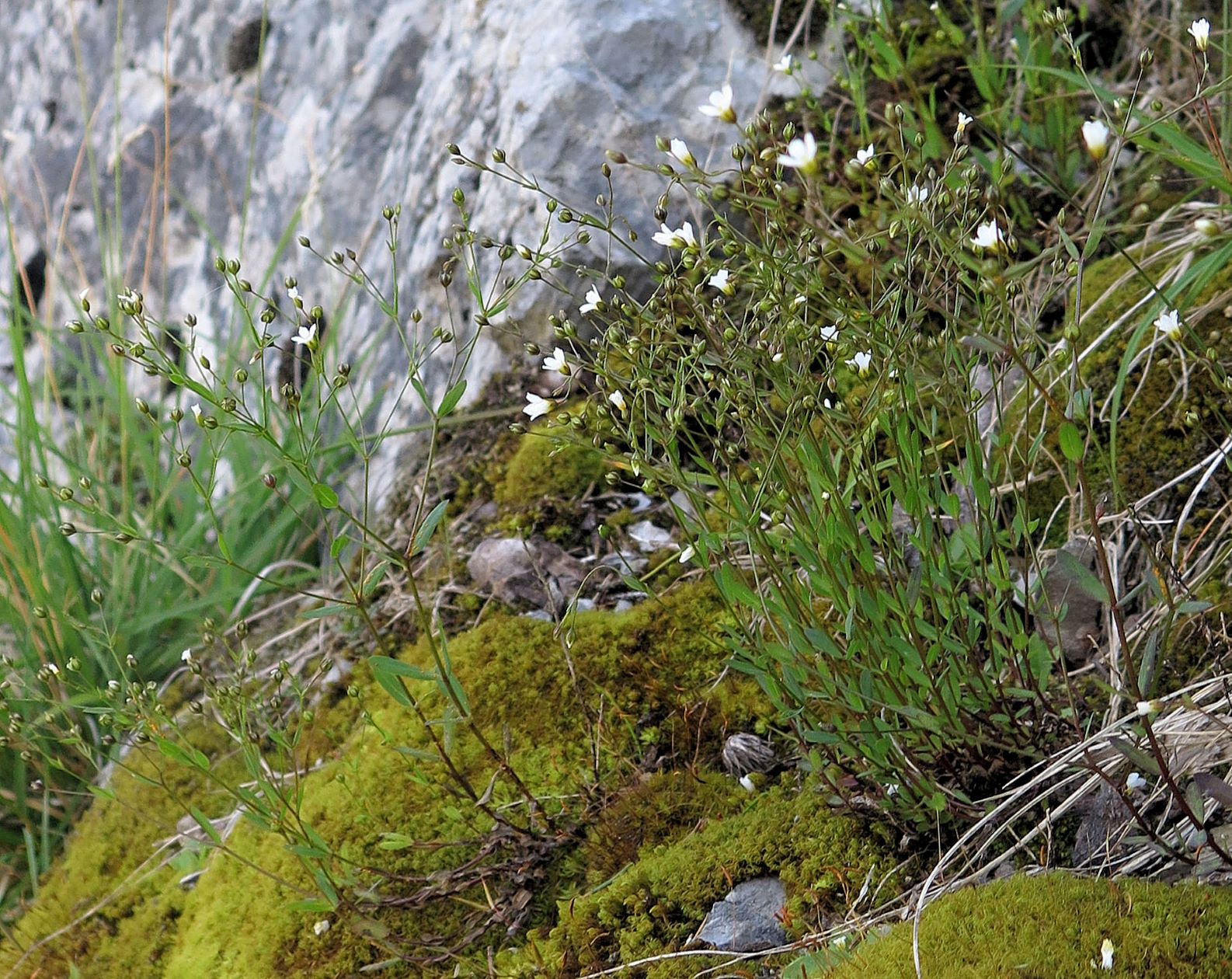 Caryophylacea ssp. unbestimmt (Holosteum ssp.)), Mürztal Frein Proles-Revier 21.07.2016 C (2).JPG