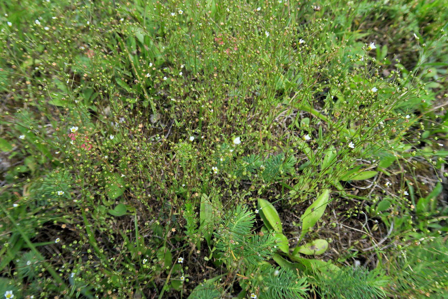 Caryophyllacea ssp. unbestimmt (Holosteum ssp.), Mürztal Totes Weib 07.07.2017 C (2).JPG