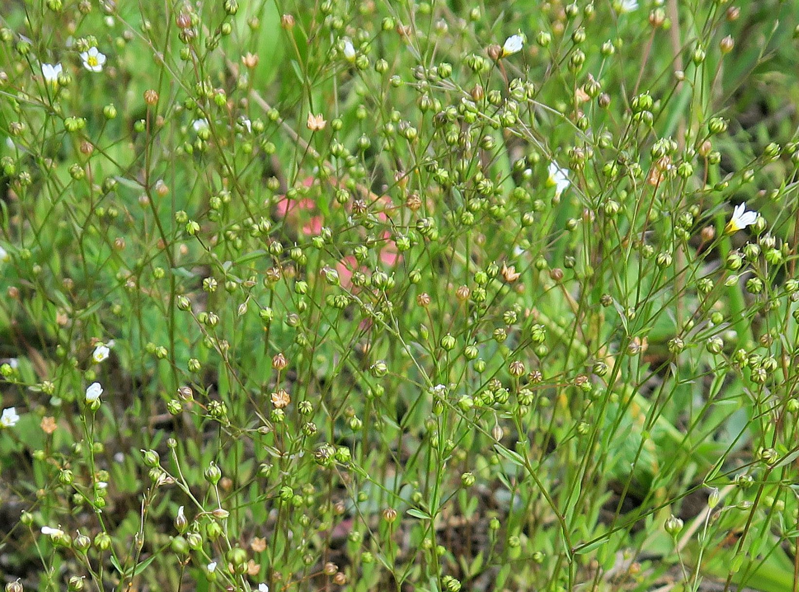 Caryophyllacea ssp. unbestimmt (Holosteum ssp.), Mürztal Totes Weib 07.07.2017 C.JPG