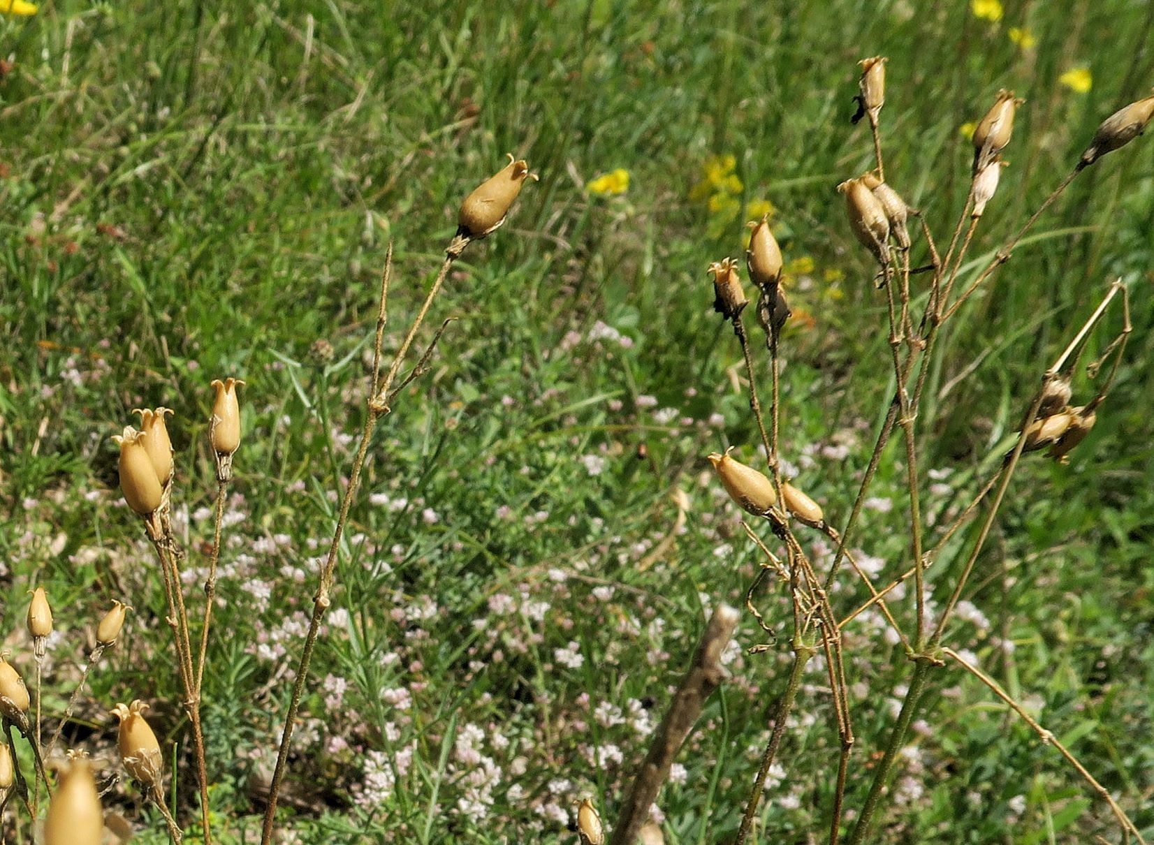 Petrorhagia) prolifera)), Niederwuchs vor Föhrenwald südl. Brunn-Bad Fischau 05.07.2020 C5X (1).JPG