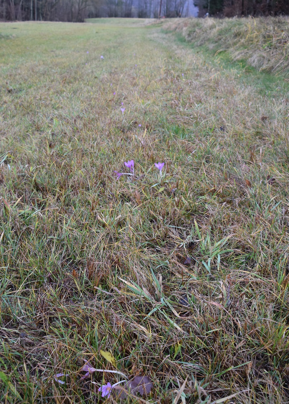 Gföhler-23122020-(71) - Weg I - Wiese - Colchicum autumnale -  Herbstzeitlose.JPG