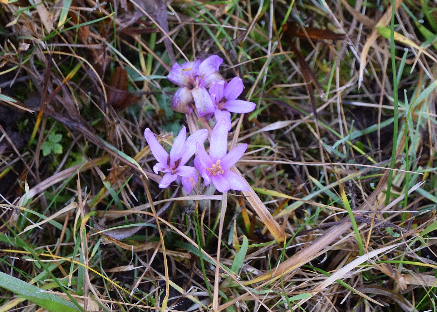 Gföhler-23122020-(70) - Weg I - Wiese - Colchicum autumnale -  Herbstzeitlose.JPG