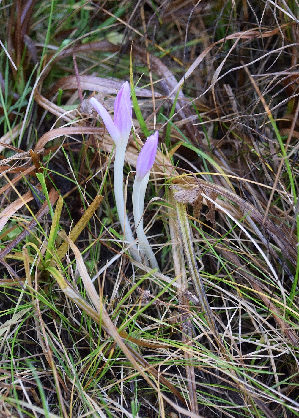 Gföhler-23122020-(68) - Weg I - Wiese - Colchicum autumnale -  Herbstzeitlose.JPG