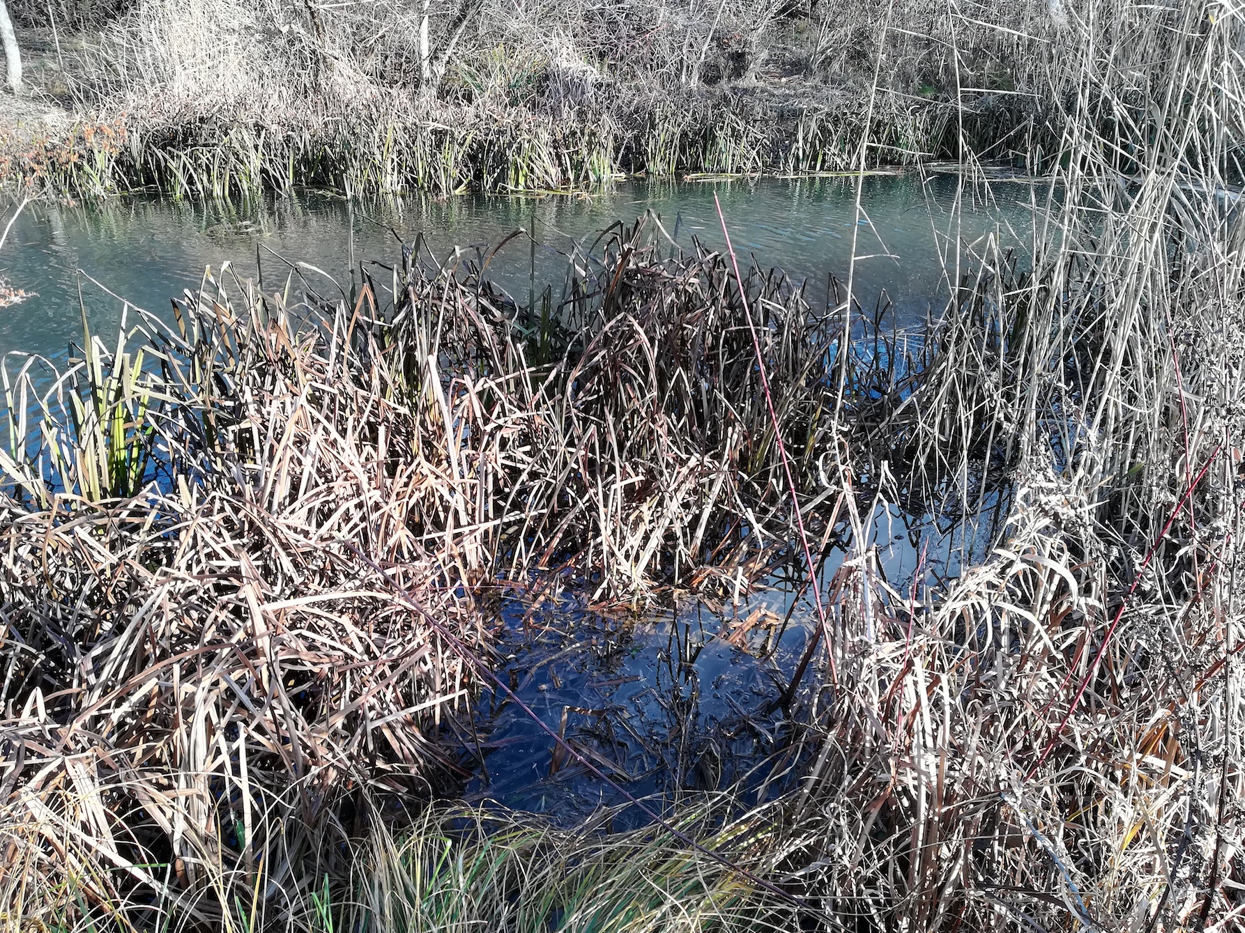 azolla cf. filiculoides donauinsel höhe tritonwasser donauseitig_20201226_120531.jpg