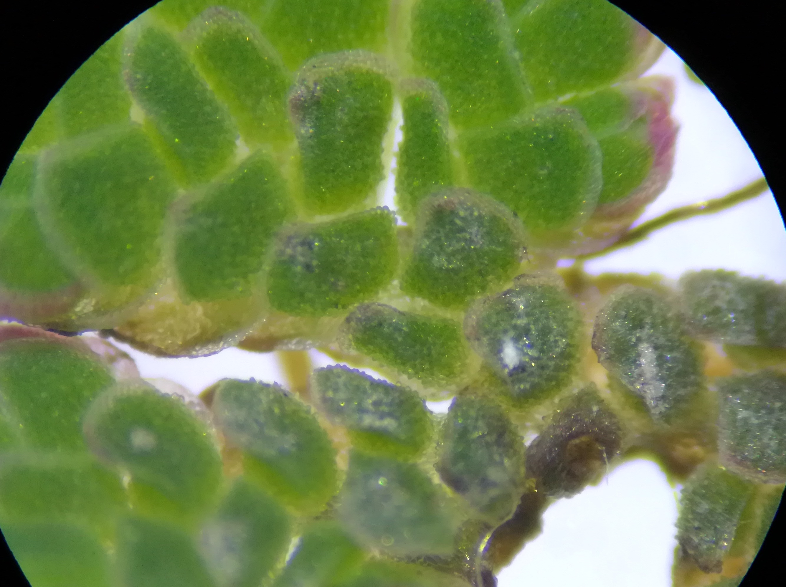 azolla cf. filiculoides donauinsel höhe tritonwasser donauseitig_20201226_190233.jpg