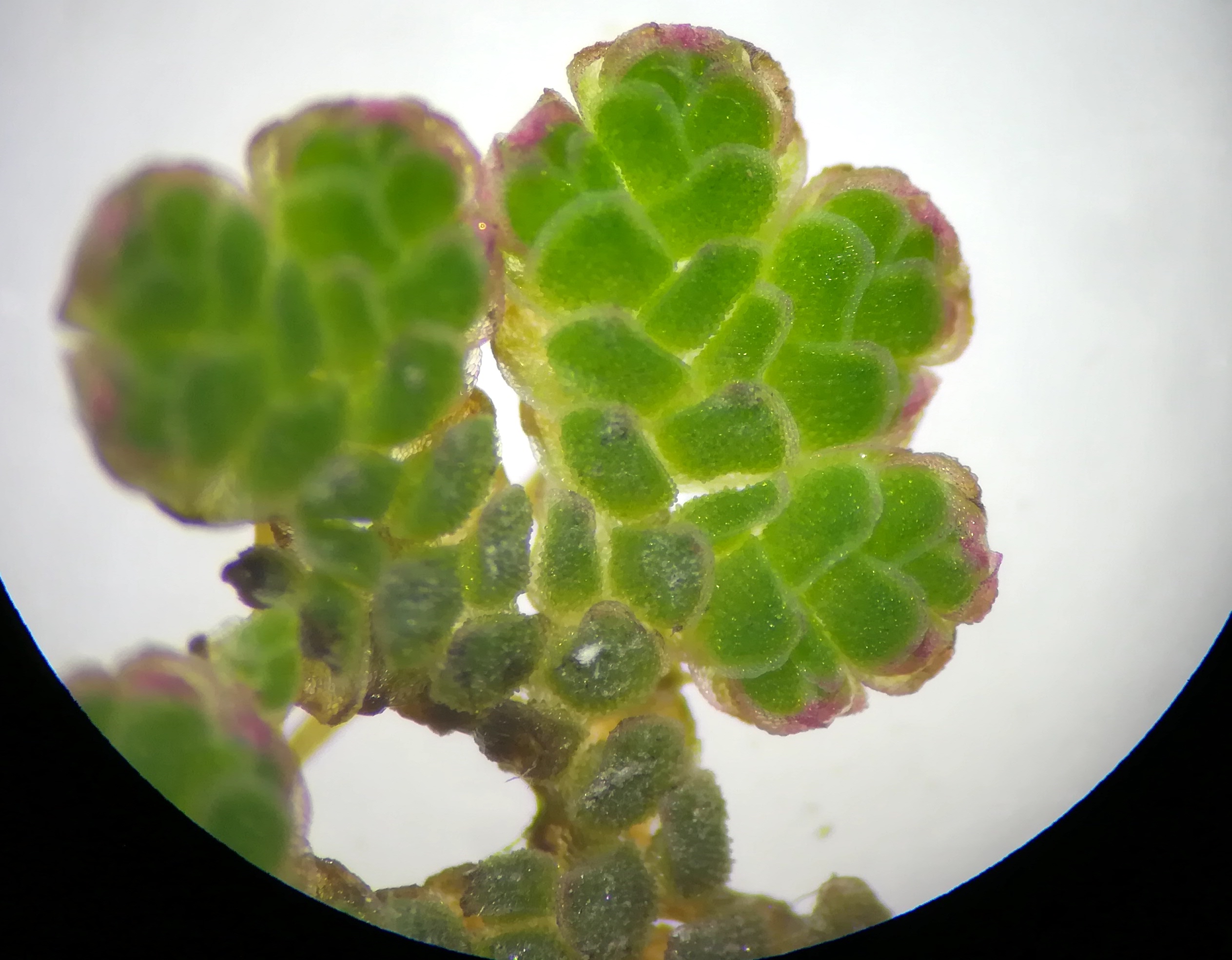 azolla cf. filiculoides donauinsel höhe tritonwasser donauseitig_20201226_190045.jpg