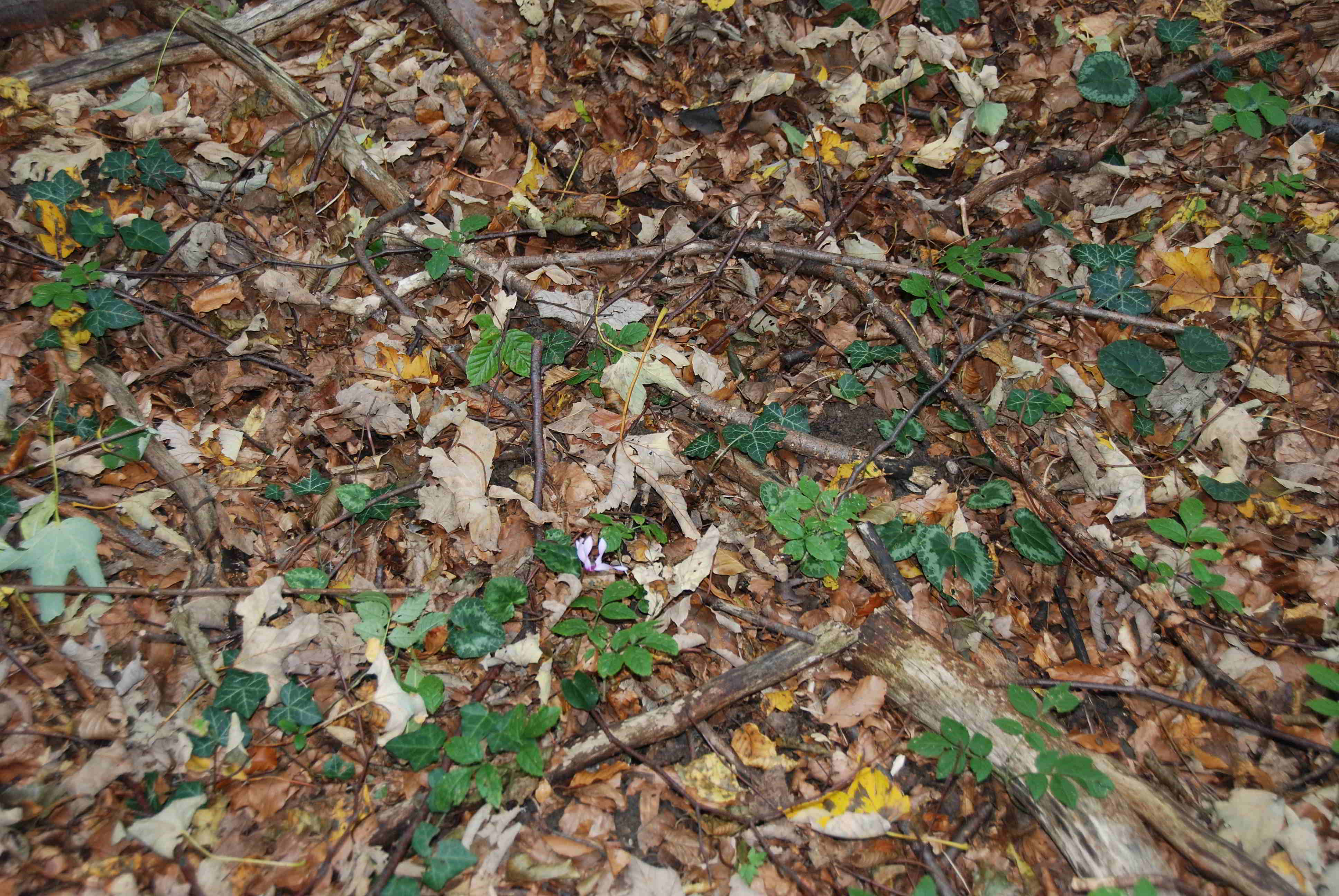 Kaltenleutgeben-Cyclamen purpurascens-07102017-(1).JPG