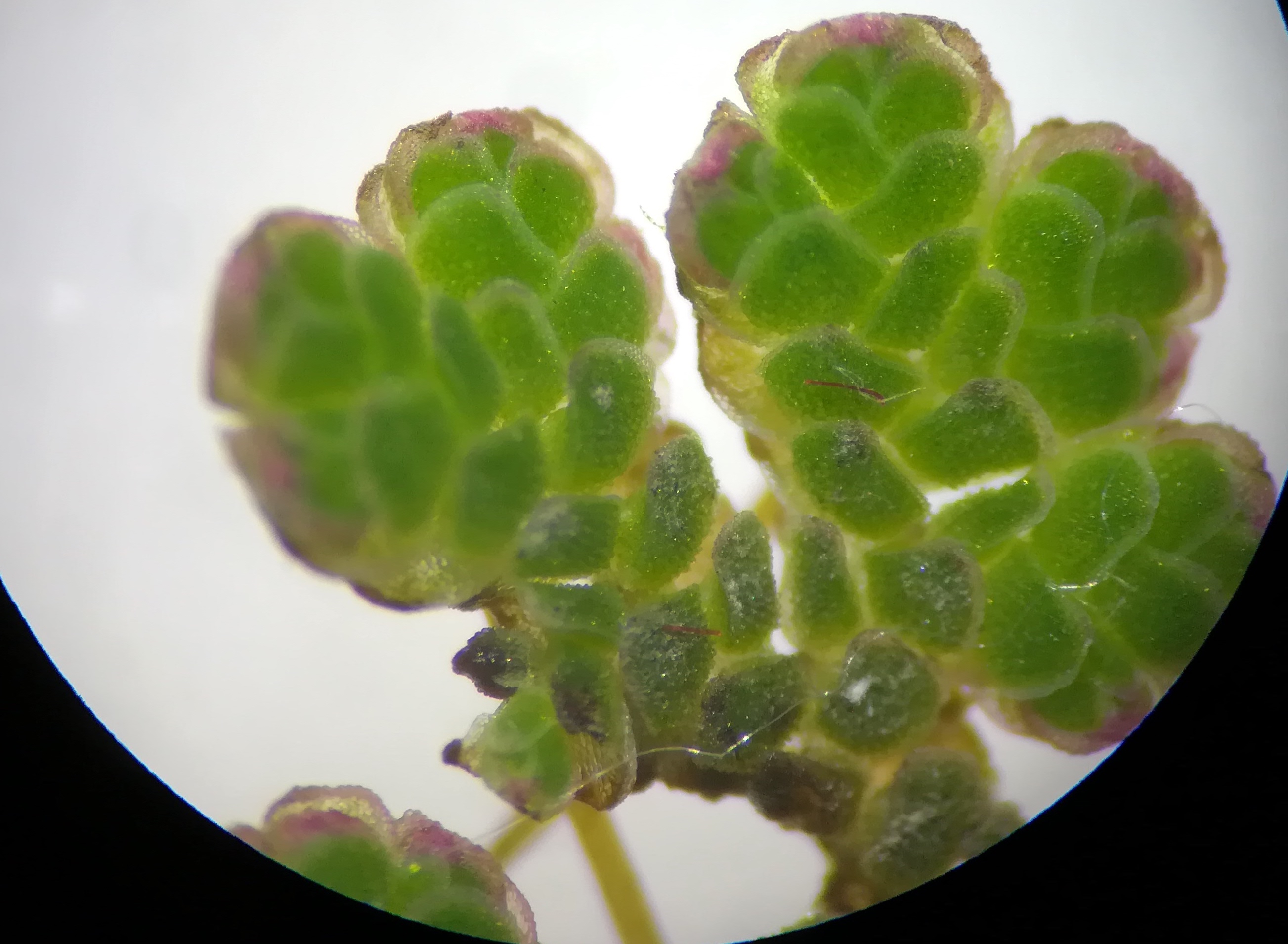 azolla cf. filiculoides donauinsel höhe tritonwasser donauseitig_20201226_185845.jpg