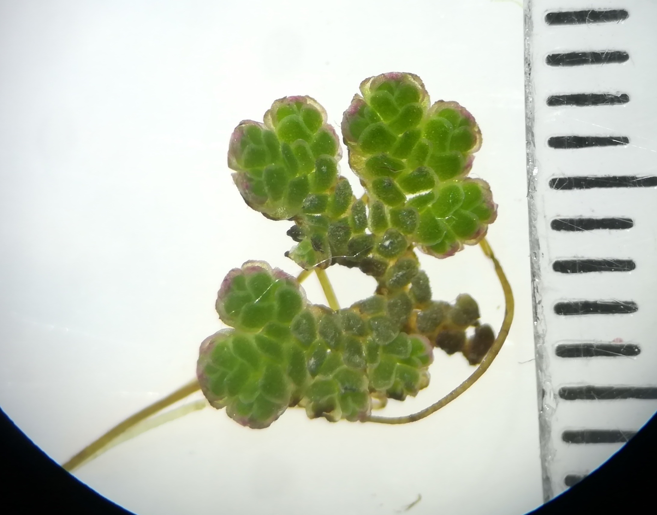 azolla cf. filiculoides donauinsel höhe tritonwasser donauseitig_20201226_185754.jpg