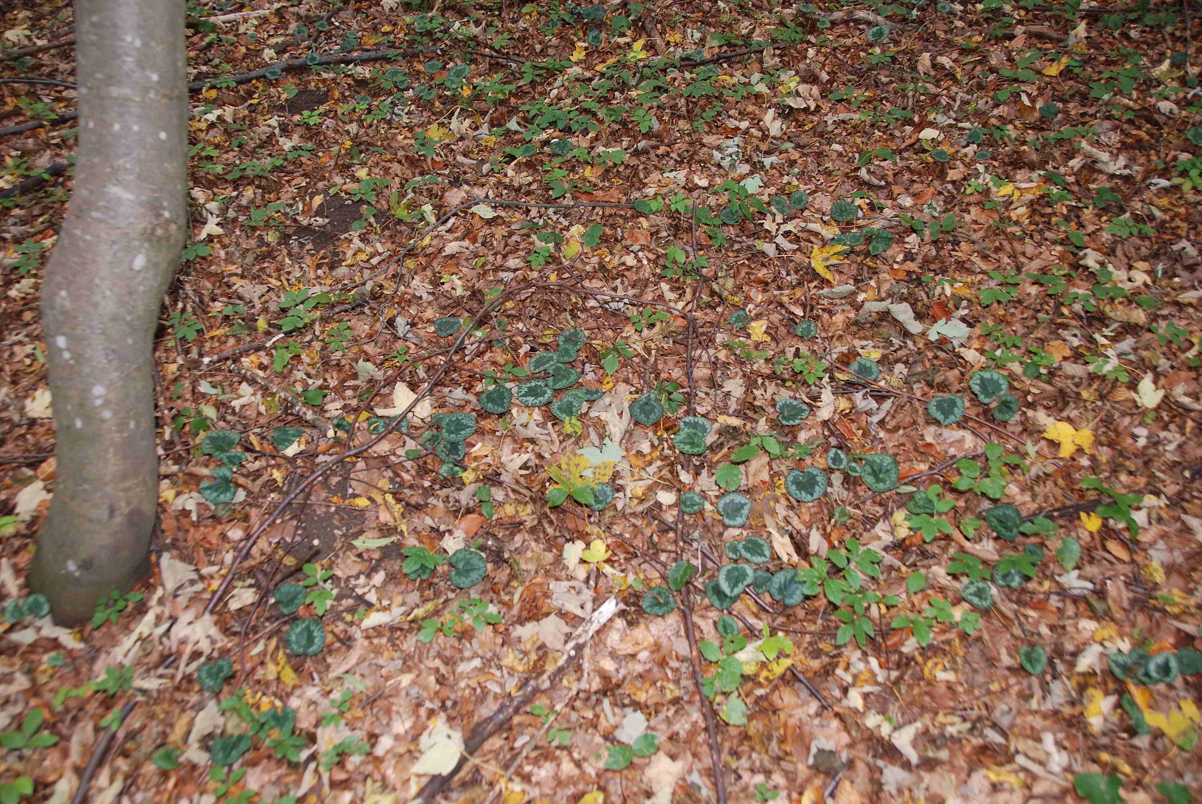 Kaltenleutgeben-Cyclamen purpurascens-07102017-(2).JPG