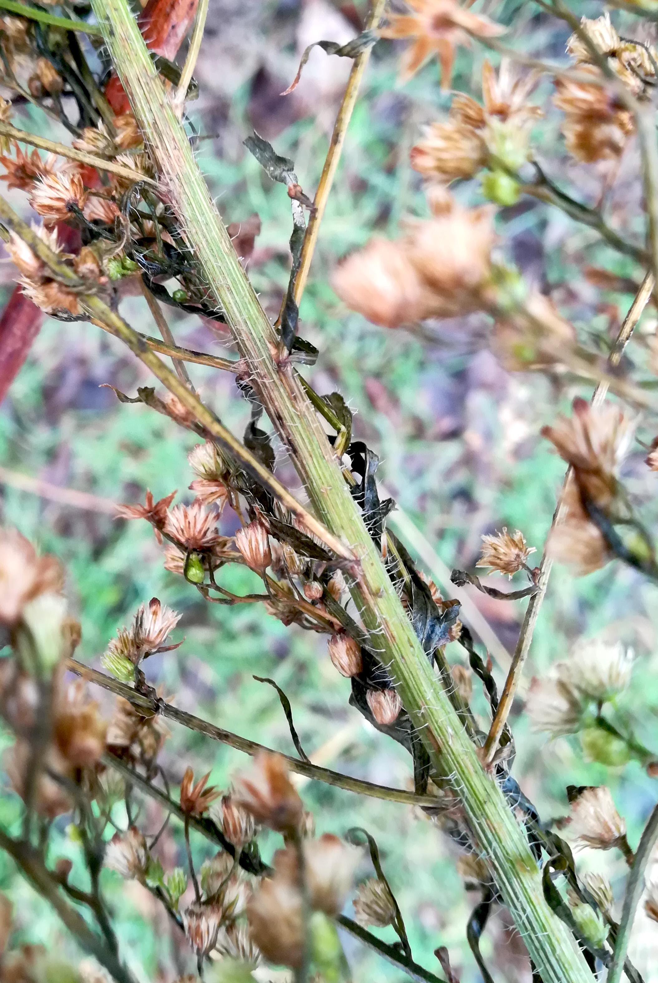 erigeron sumatrensis donauinsel bei alberner schotterbank_20201230_151849.jpg