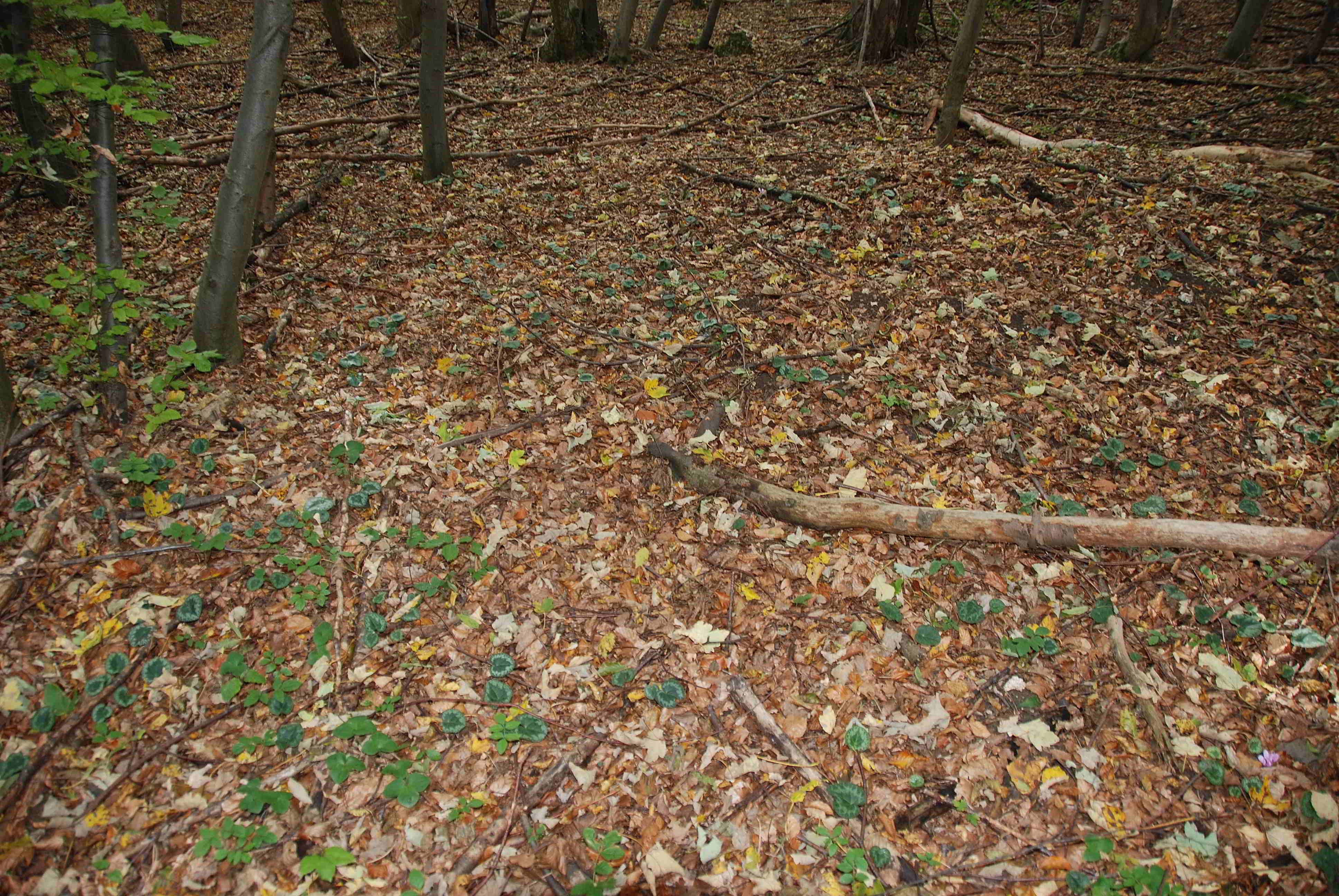 Kaltenleutgeben-Cyclamen purpurascens-07102017-(3).JPG