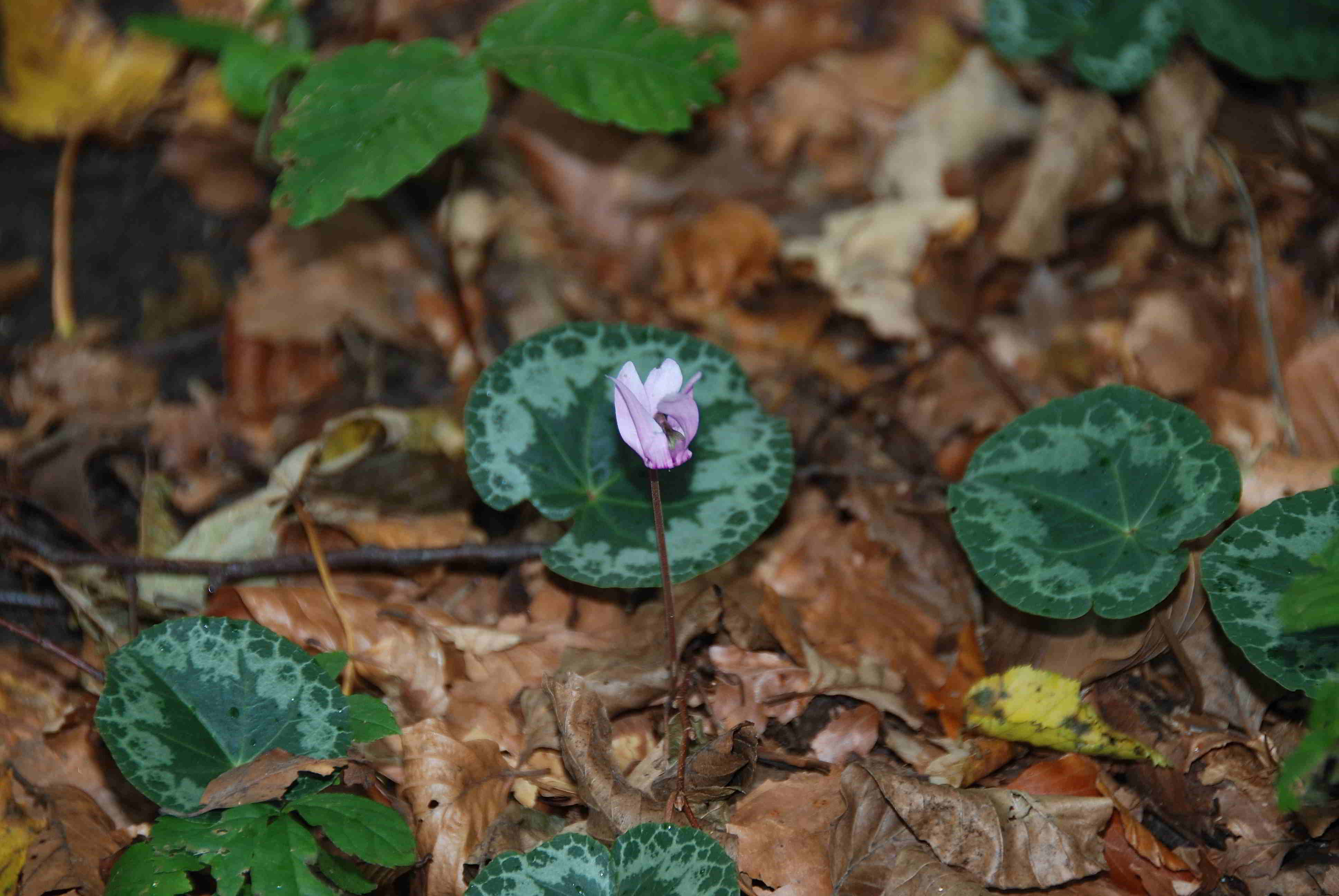 Kaltenleutgeben-Cyclamen purpurascens-07102017-(4).JPG