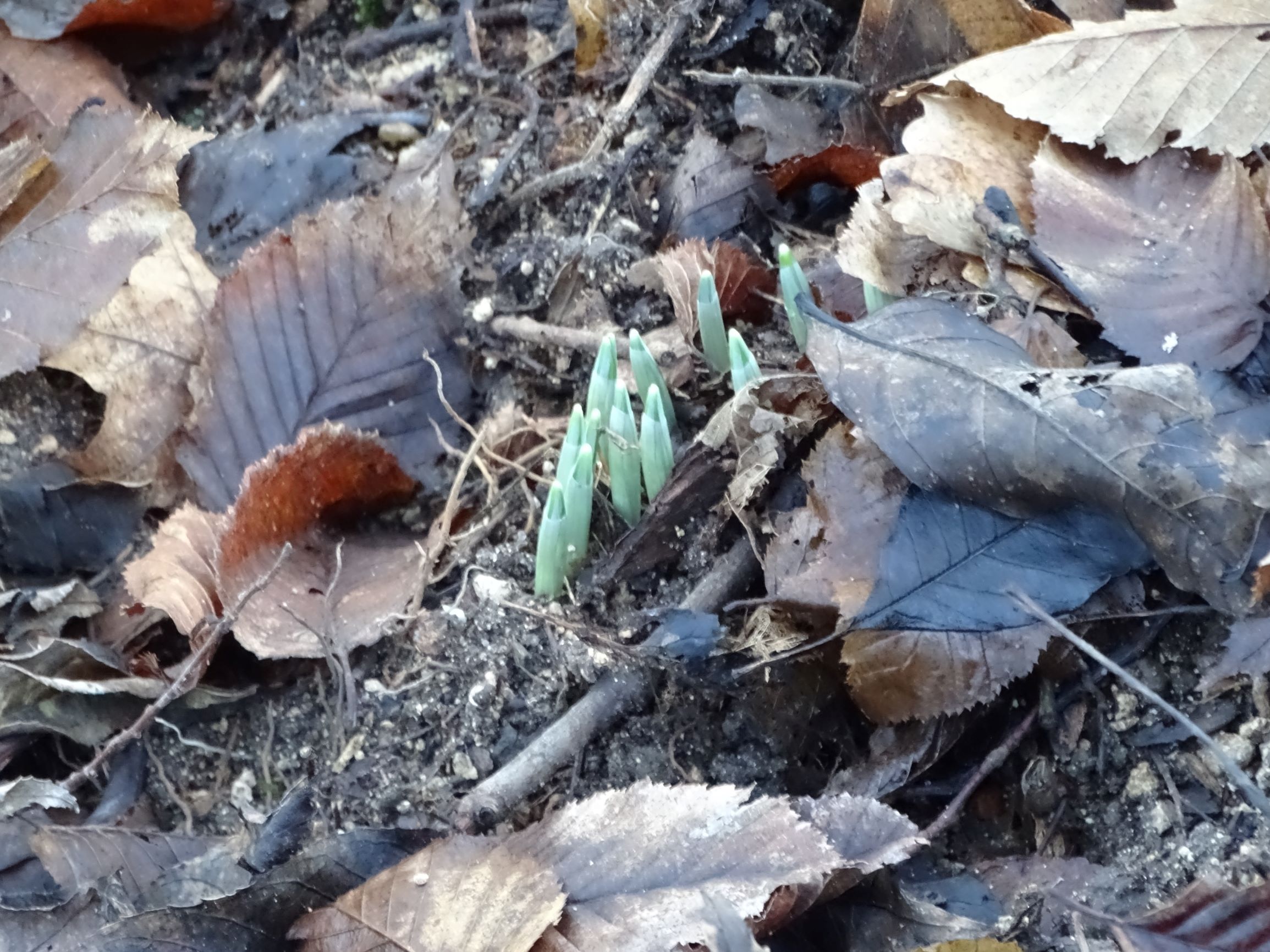 DSC05376 2020-12-31 galanthus nivalis leithagebirge.JPG