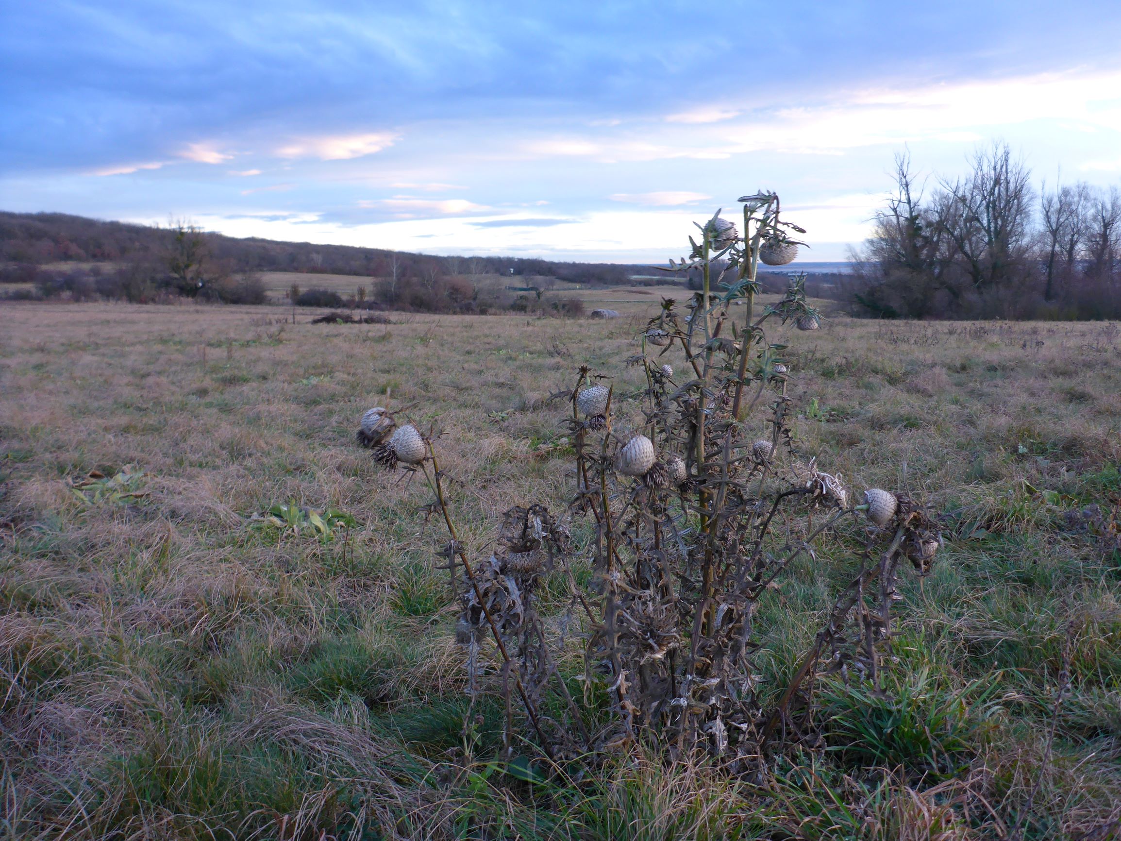 P2430962 2020-12-29 cirsium eriophorum.JPG