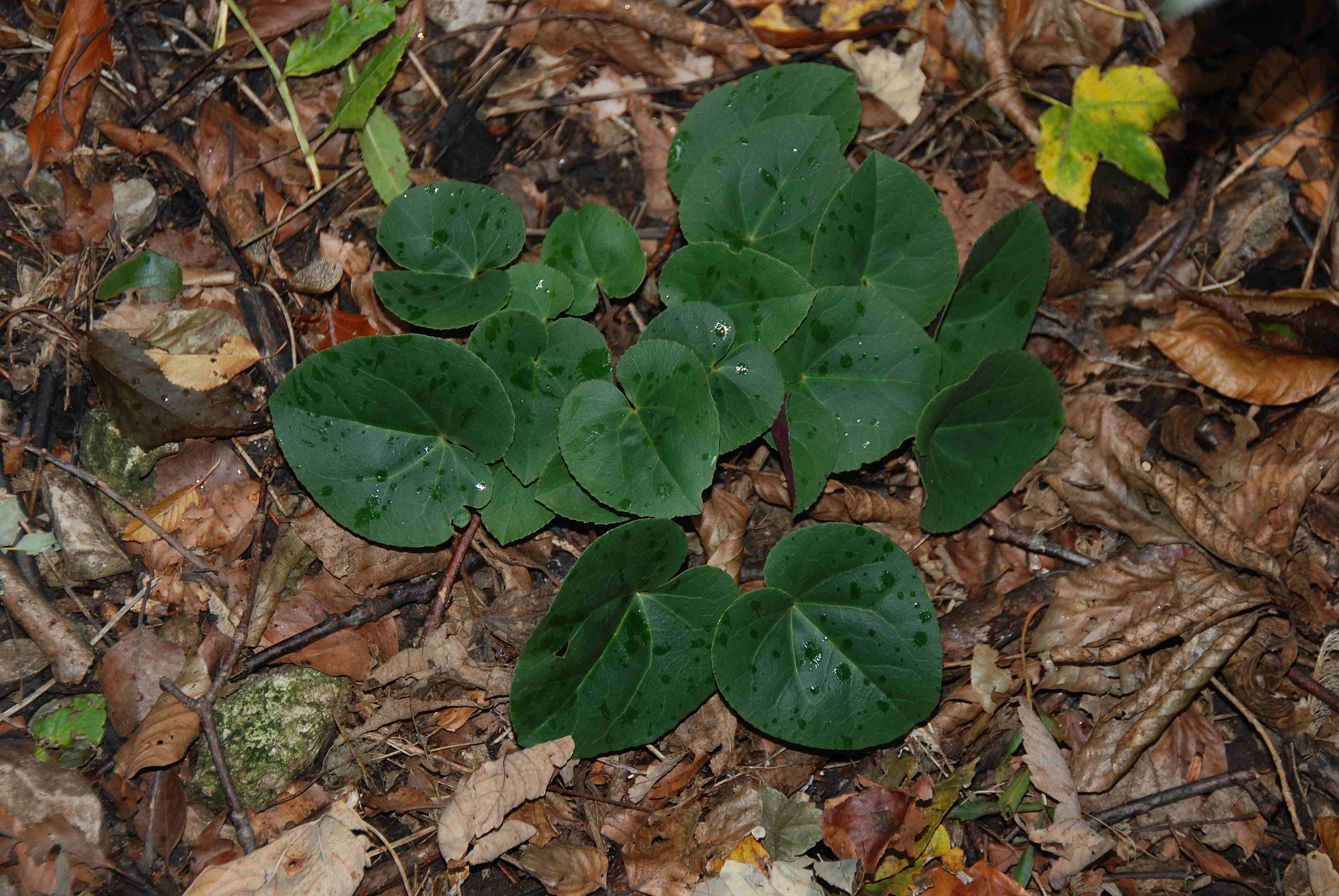 Kaltenleutgeben-Cyclamen purpurascens-07102017-(6).JPG