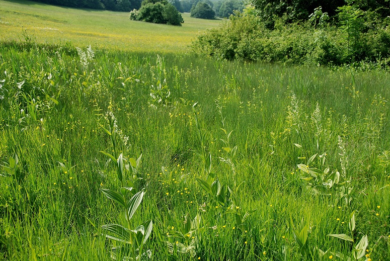 Breitenfurt - 18052018-(5) - Fwiese - Veratrum album subsp. album - Weiß-Germer 380m.JPG