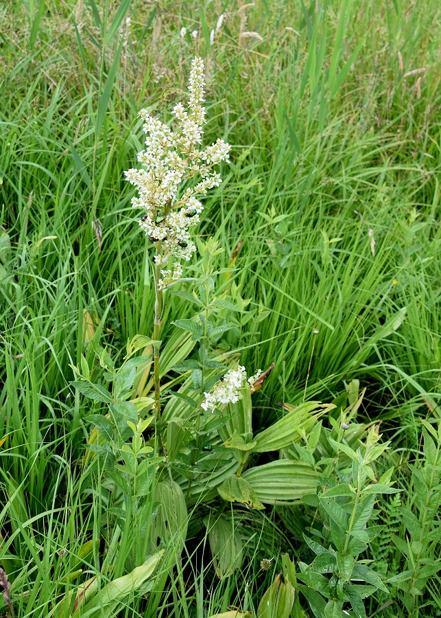 Breitenfurt - Gütenbachtal- 25062020-(97) - Veratrum album subsp. album - Weiß-Germer 320m.JPG