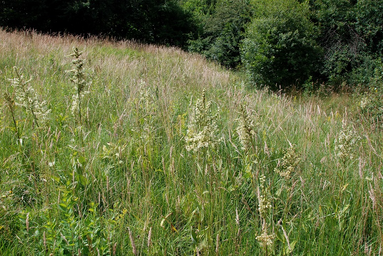 Breitenfurt-25062018-(4) - Wiese Gstraße - Veratrum album subsp. album - Weiß-Germer 330m.JPG