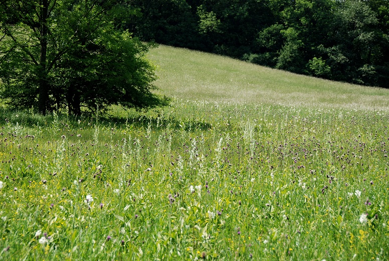 Kaltenleutgeben-31052018-(147)-V - Veratrum album subsp. album - Weiß-Germer 520m.JPG