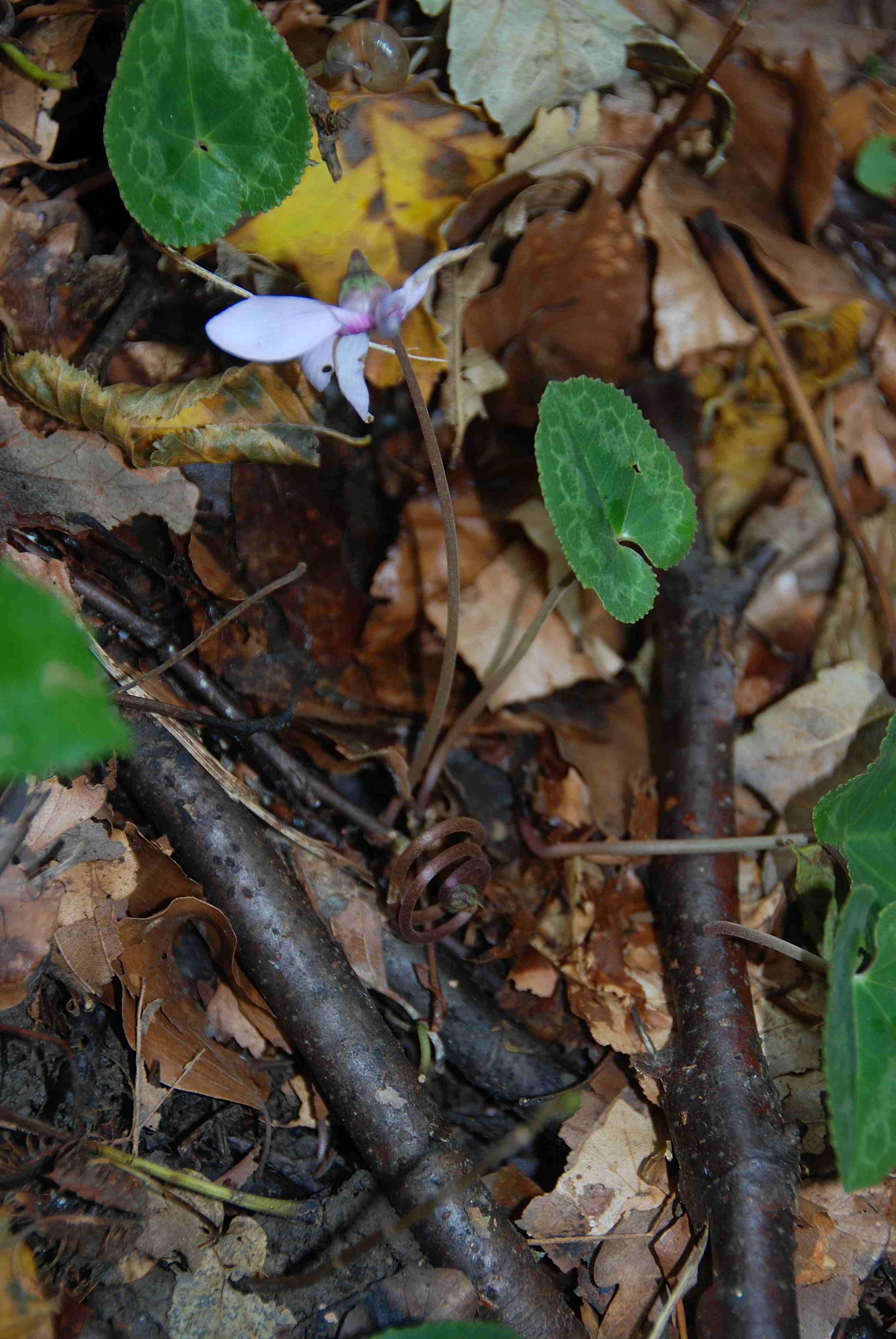 Kaltenleutgeben-Cyclamen purpurascens-Fruchtstand-07102017-(5).JPG