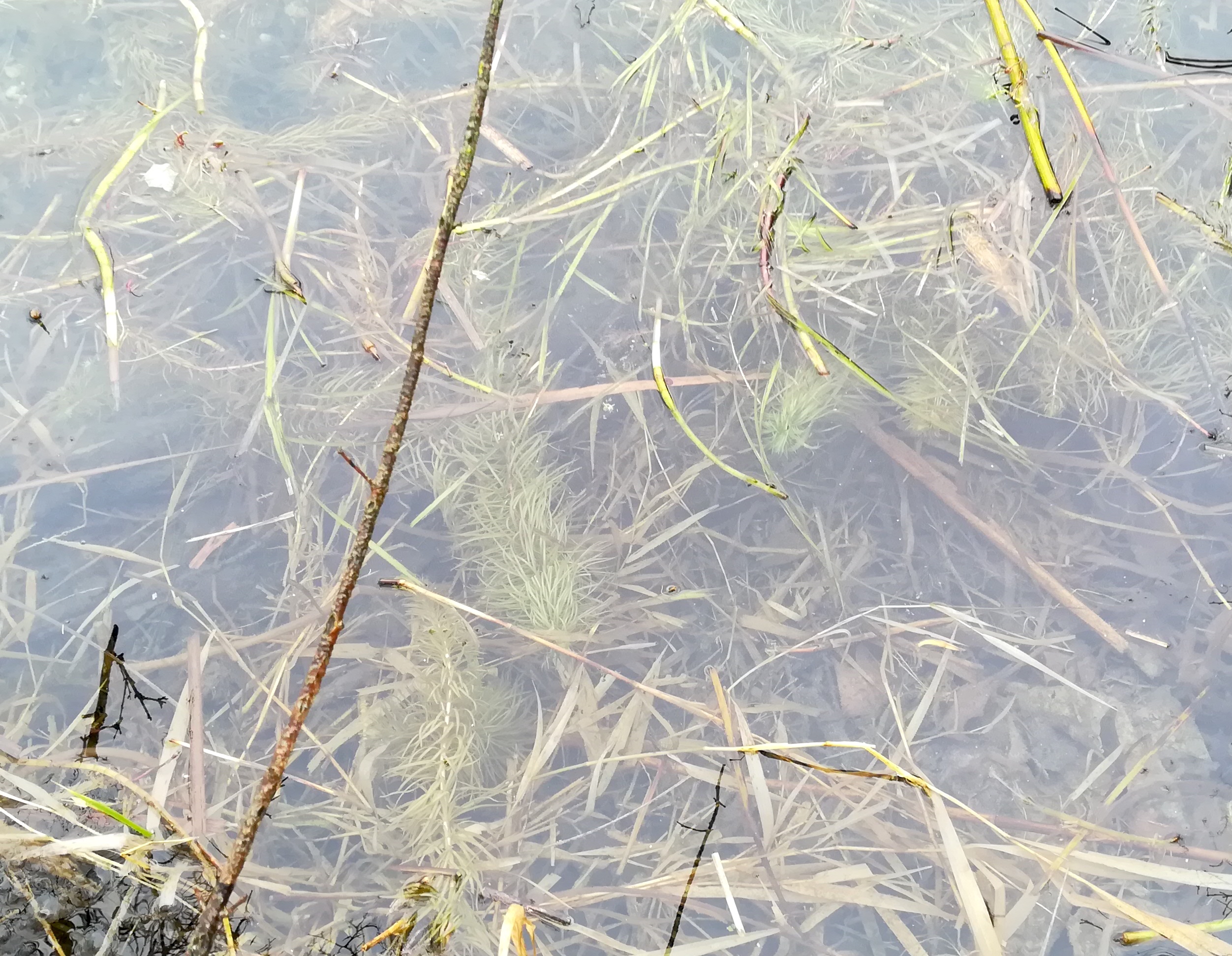 sp. ignota mittelwasser obere lobau_20210102_102642.jpg