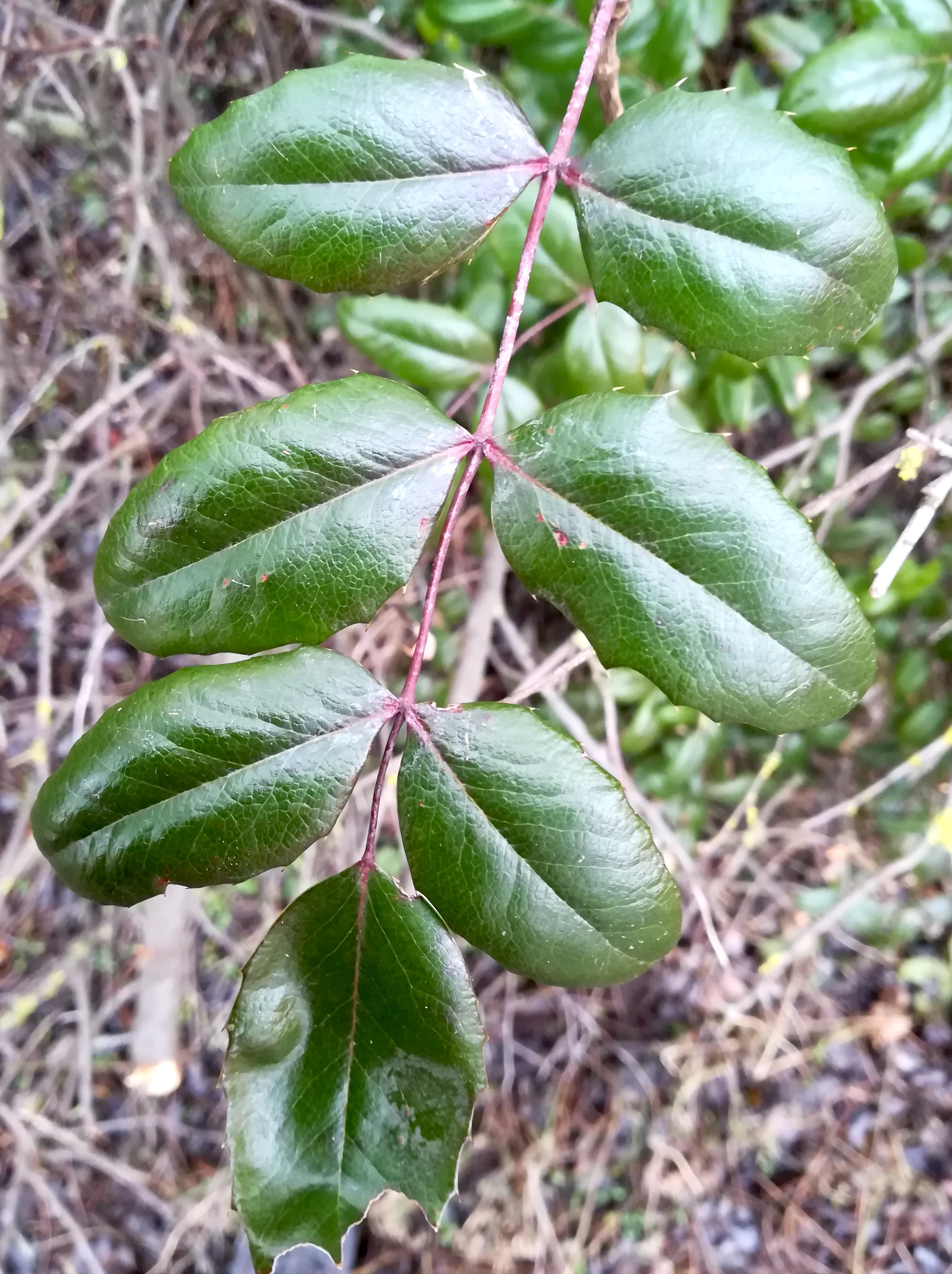 mahonia sp. bhf rabensburg_20210103_092633.jpg