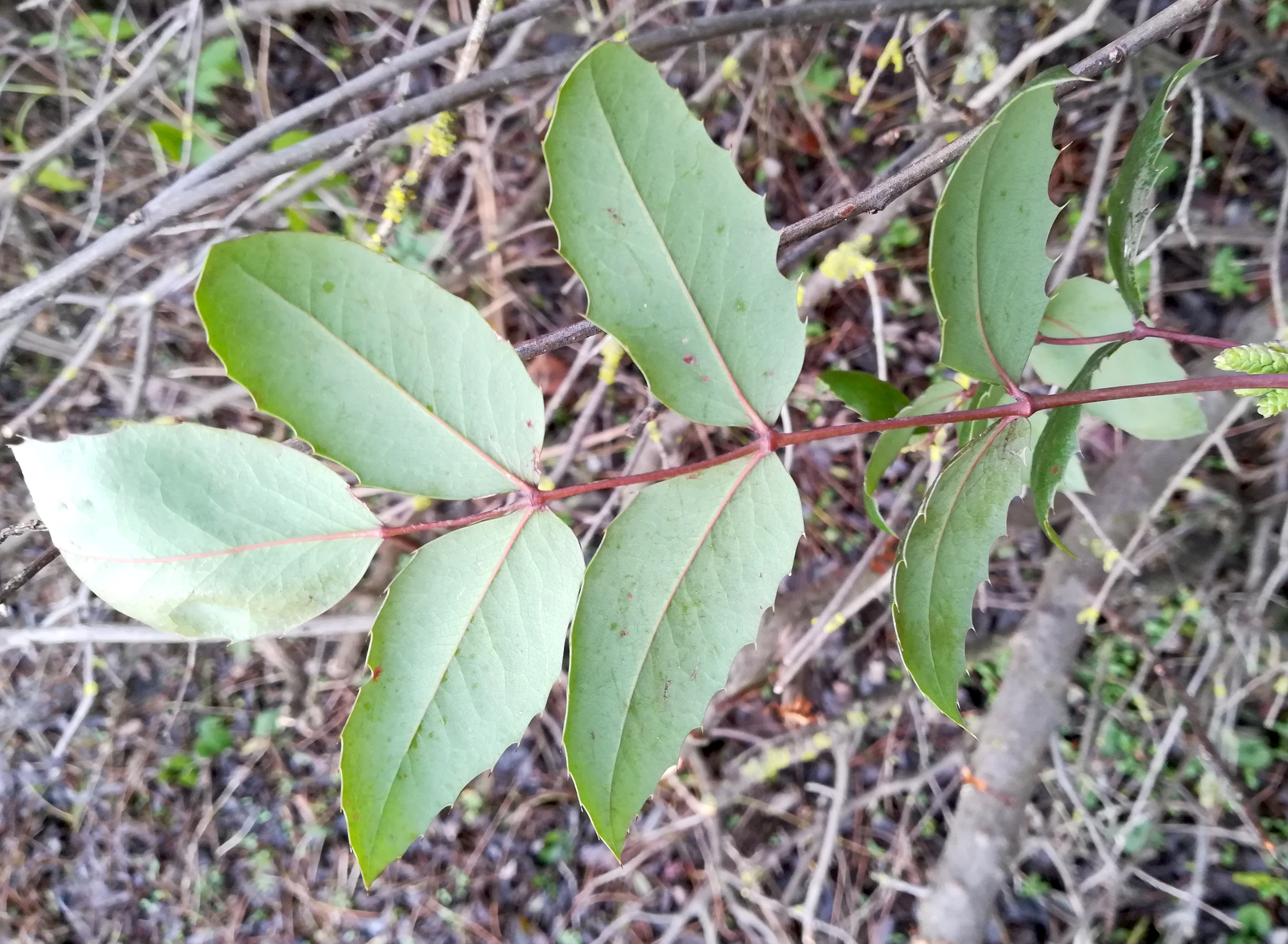 mahonia sp. bhf rabensburg_20210103_092659.jpg