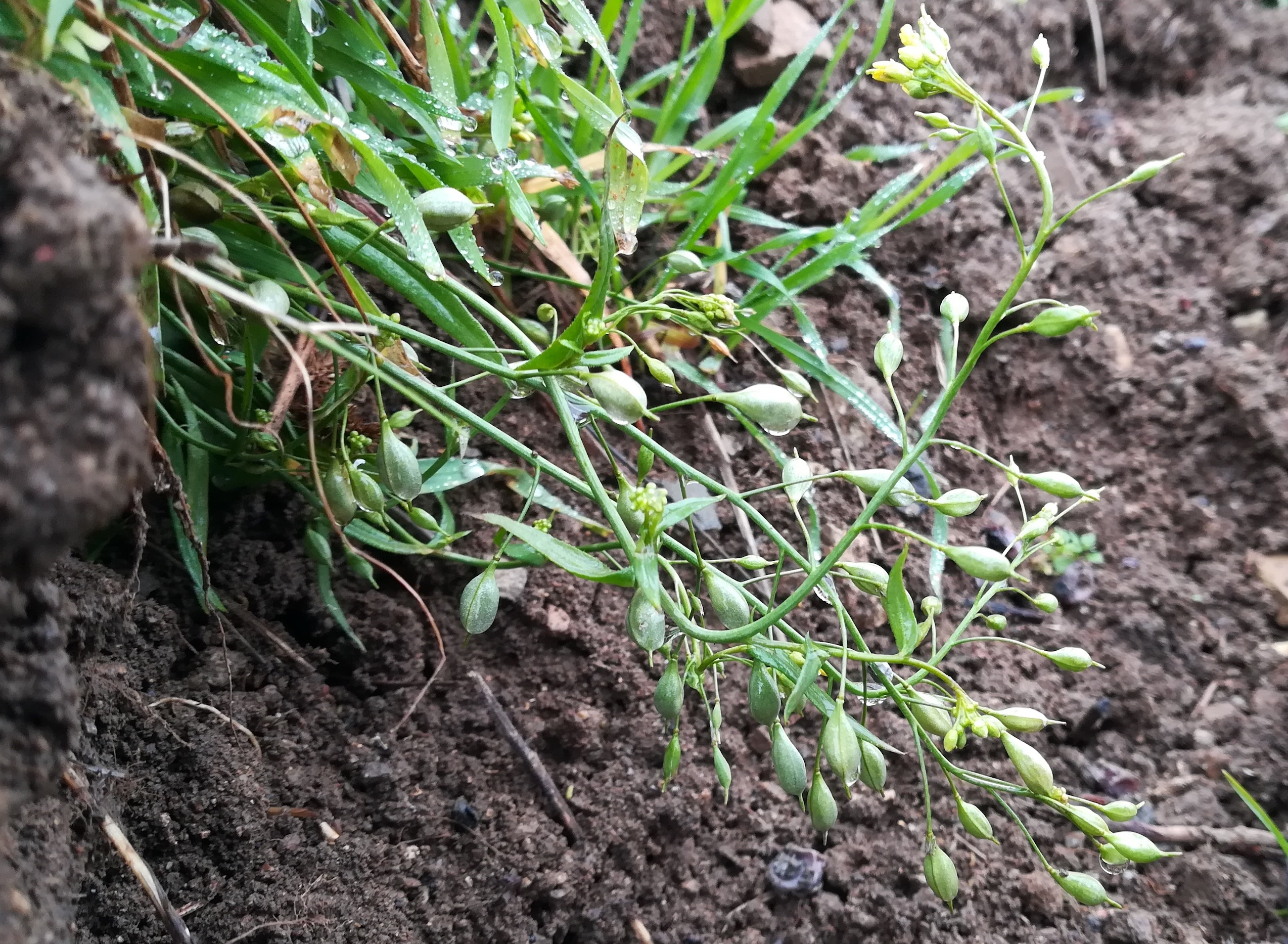 camelina microcarpa weingärten leopold-figl-promenade perchtoldsdorf_20210105_111900.jpg