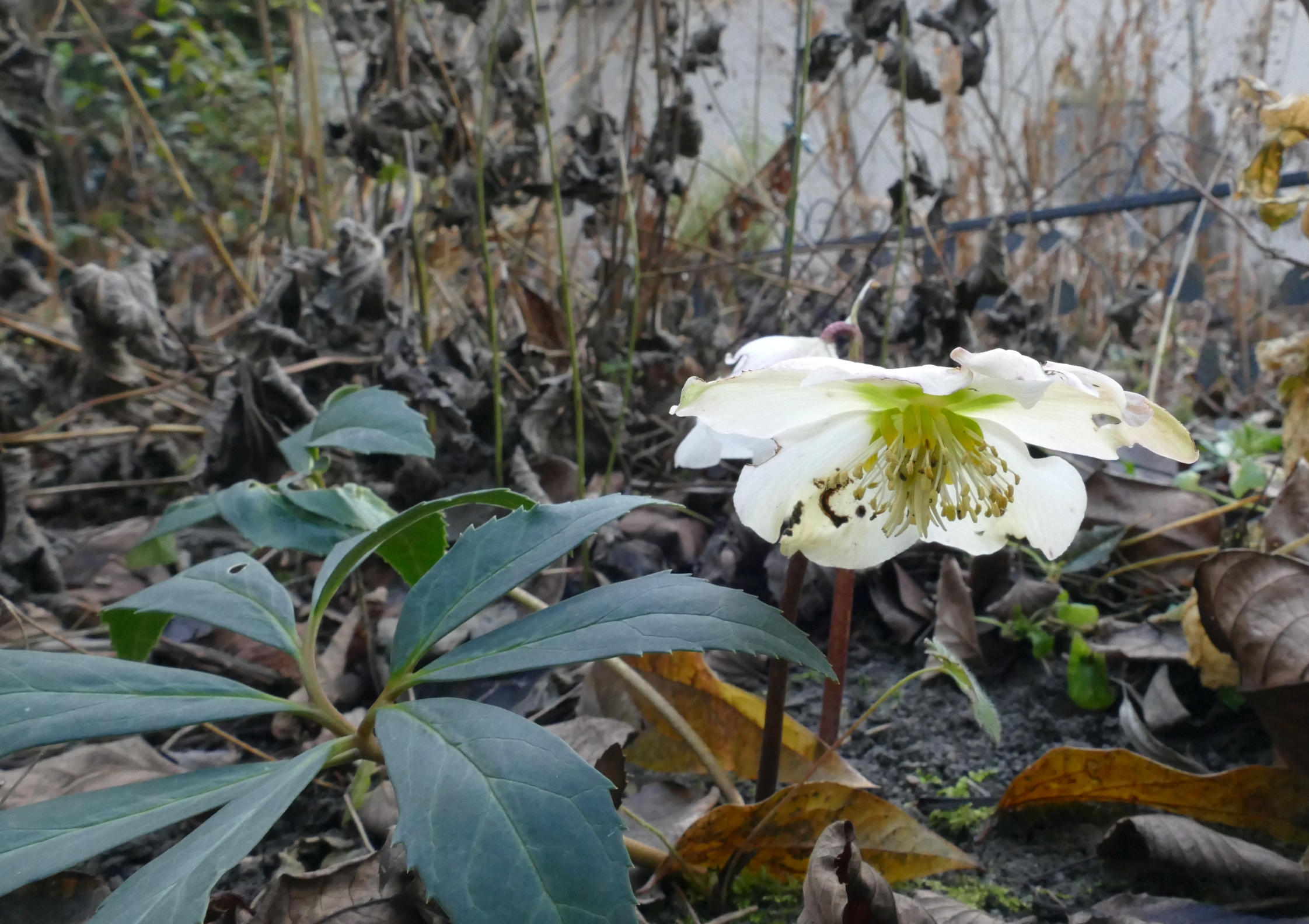 Helleborus niger.jpg