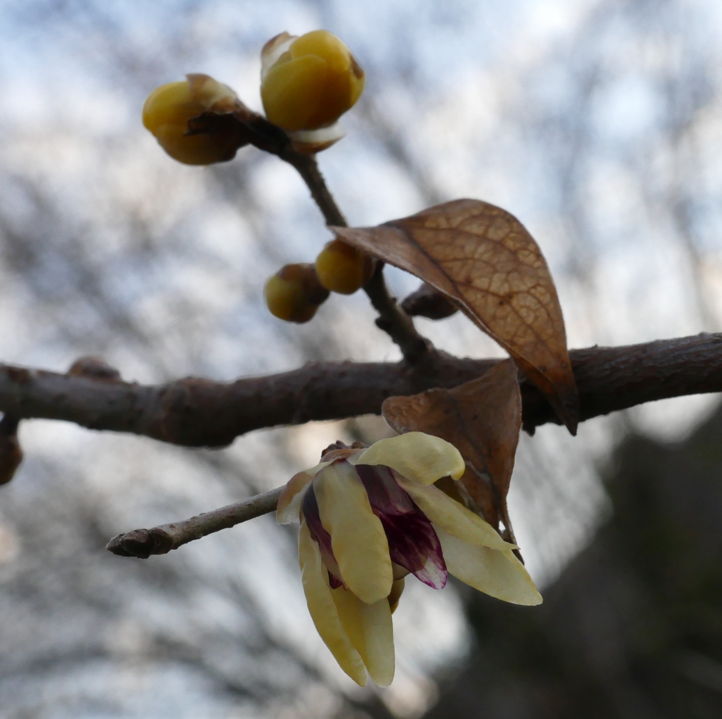 Chimonanthus praecox.jpg