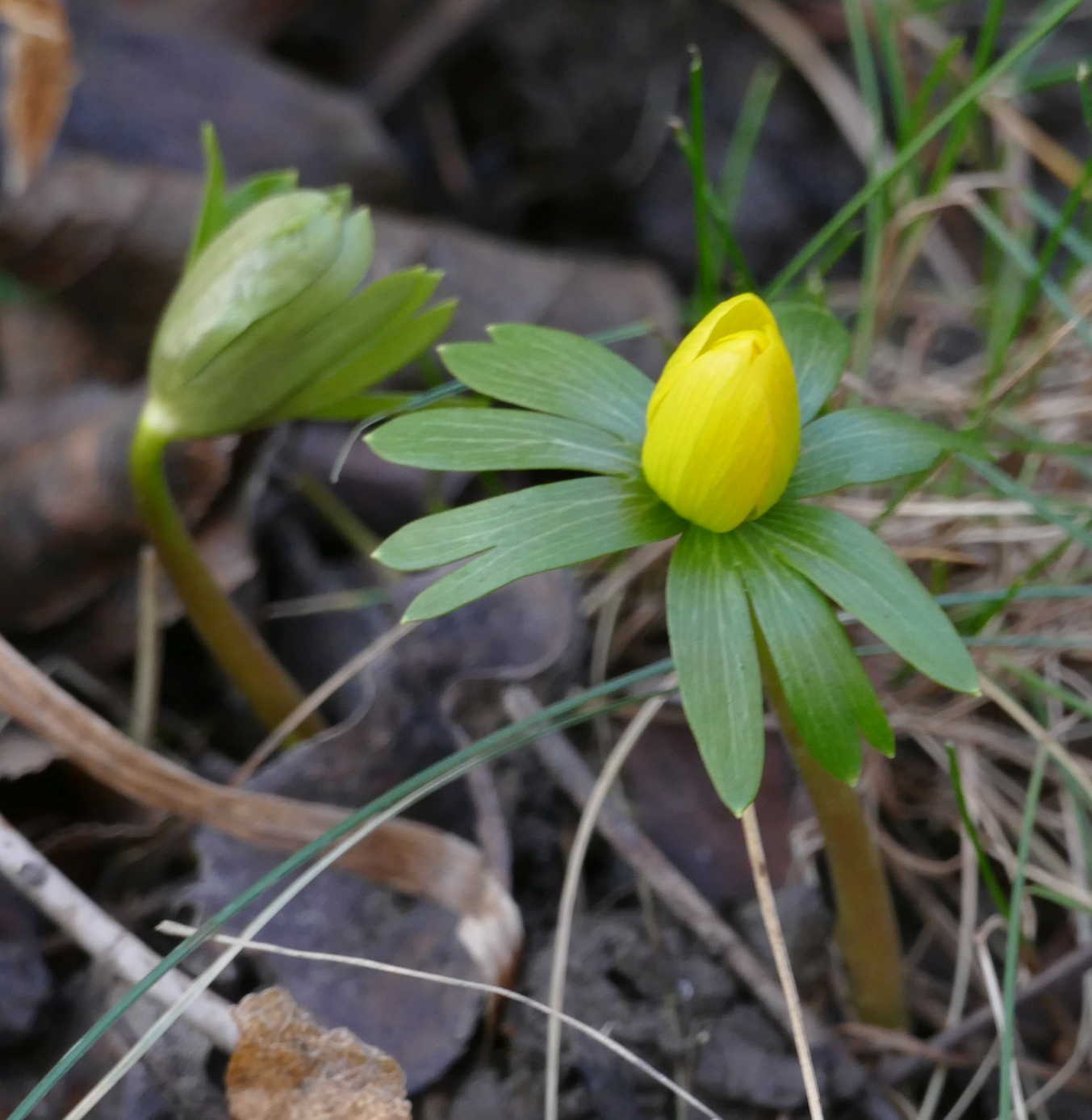 Eranthis hyemalis.jpg