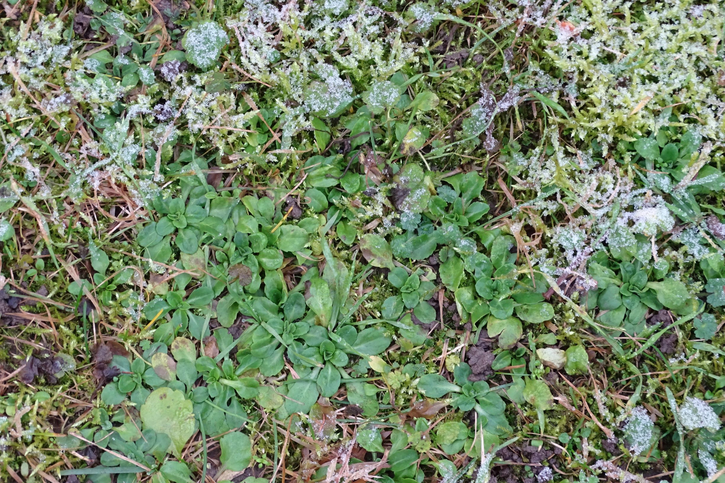 DSC05761 rosetten, bellis perennis, 20210106.JPG