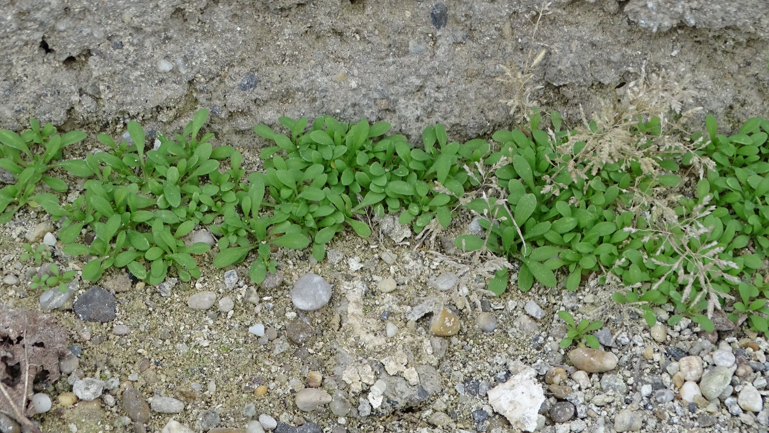 DSC06016 holosteum umbellatum, prellenkirchen, 2021-01-13.JPG