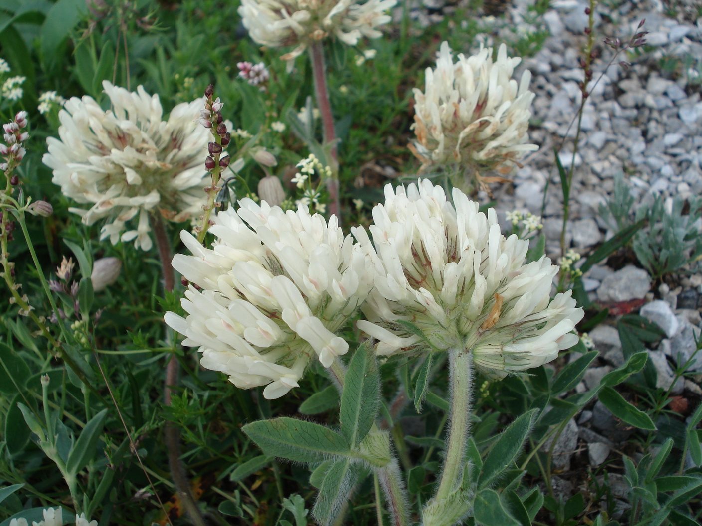 Trifolium.noricum.K -Wolayersee .jpg