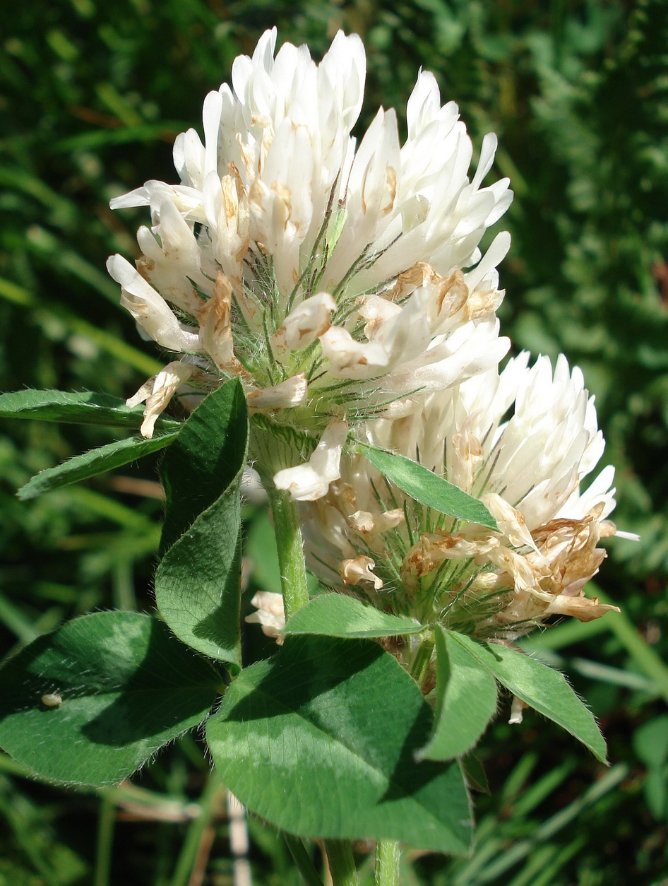 Trifolium.pratense.var.nivale.I-Belluno.Civetta.Sella.di.Velsa.JPG