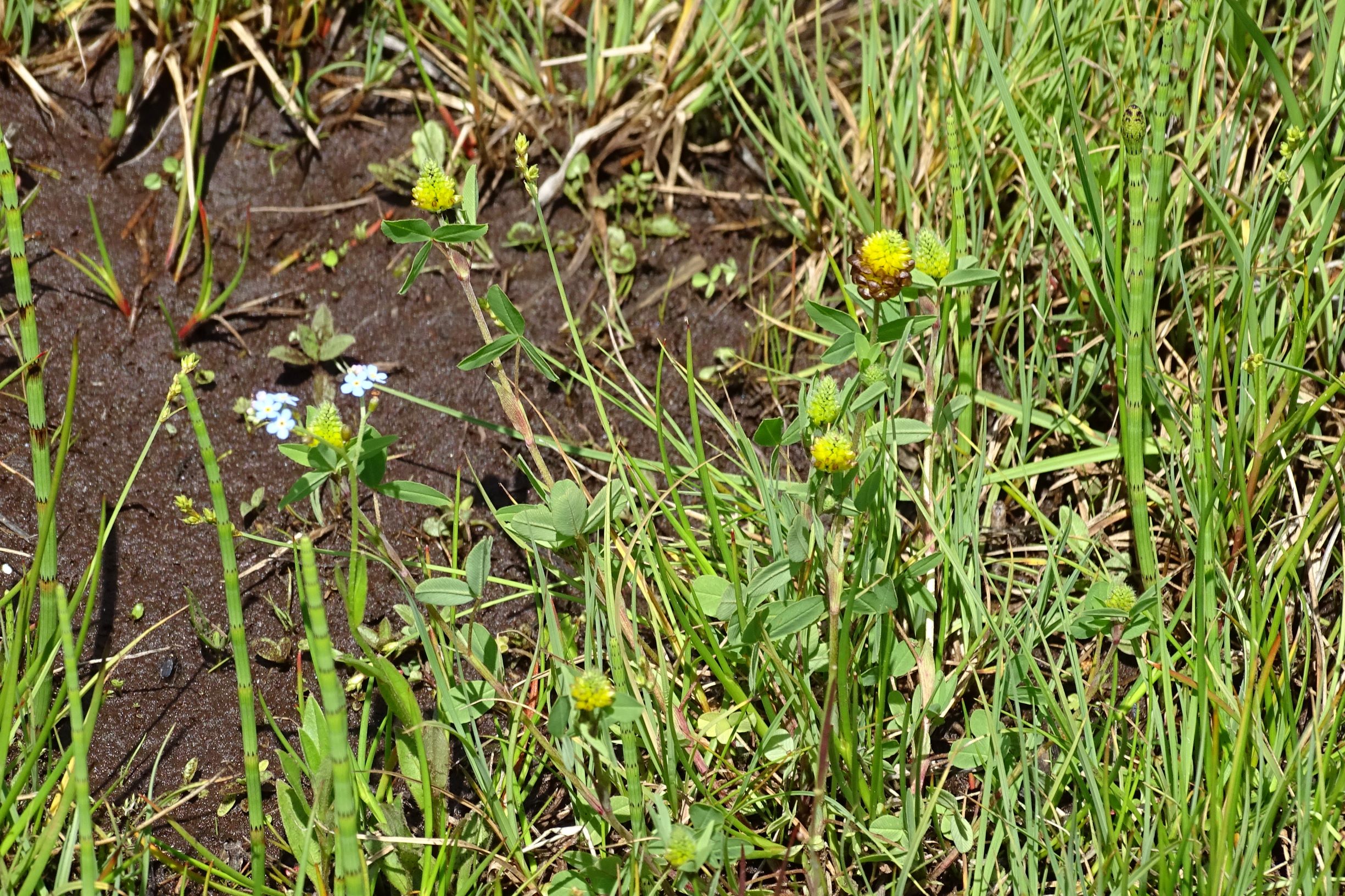 DSC04225 trifolium spadiceum, 2019-06-08, sumava.JPG