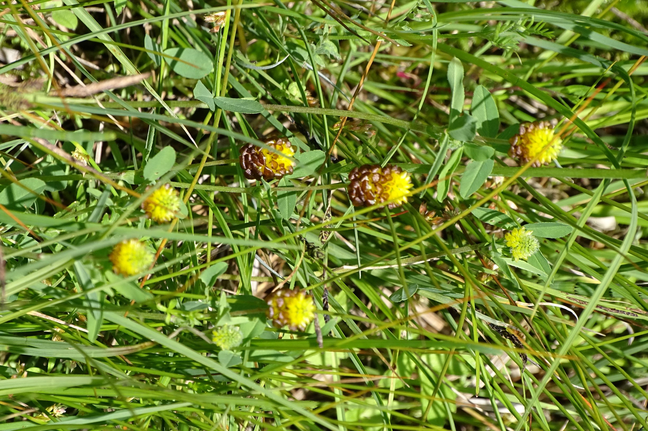 DSC04230 trifolium spadiceum, 2019-06-08, sumava.JPG