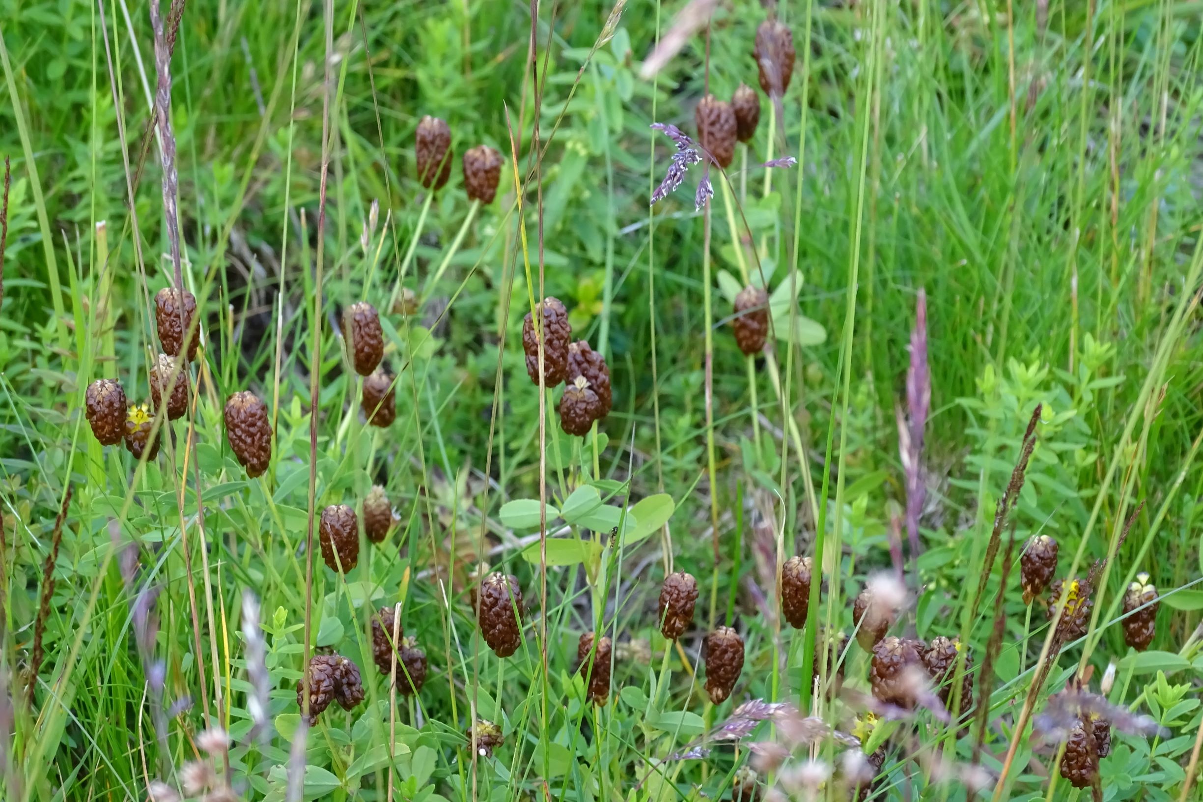 DSC00539 trifolium badium, 2019-07-16, koralm nahe weinebene.JPG