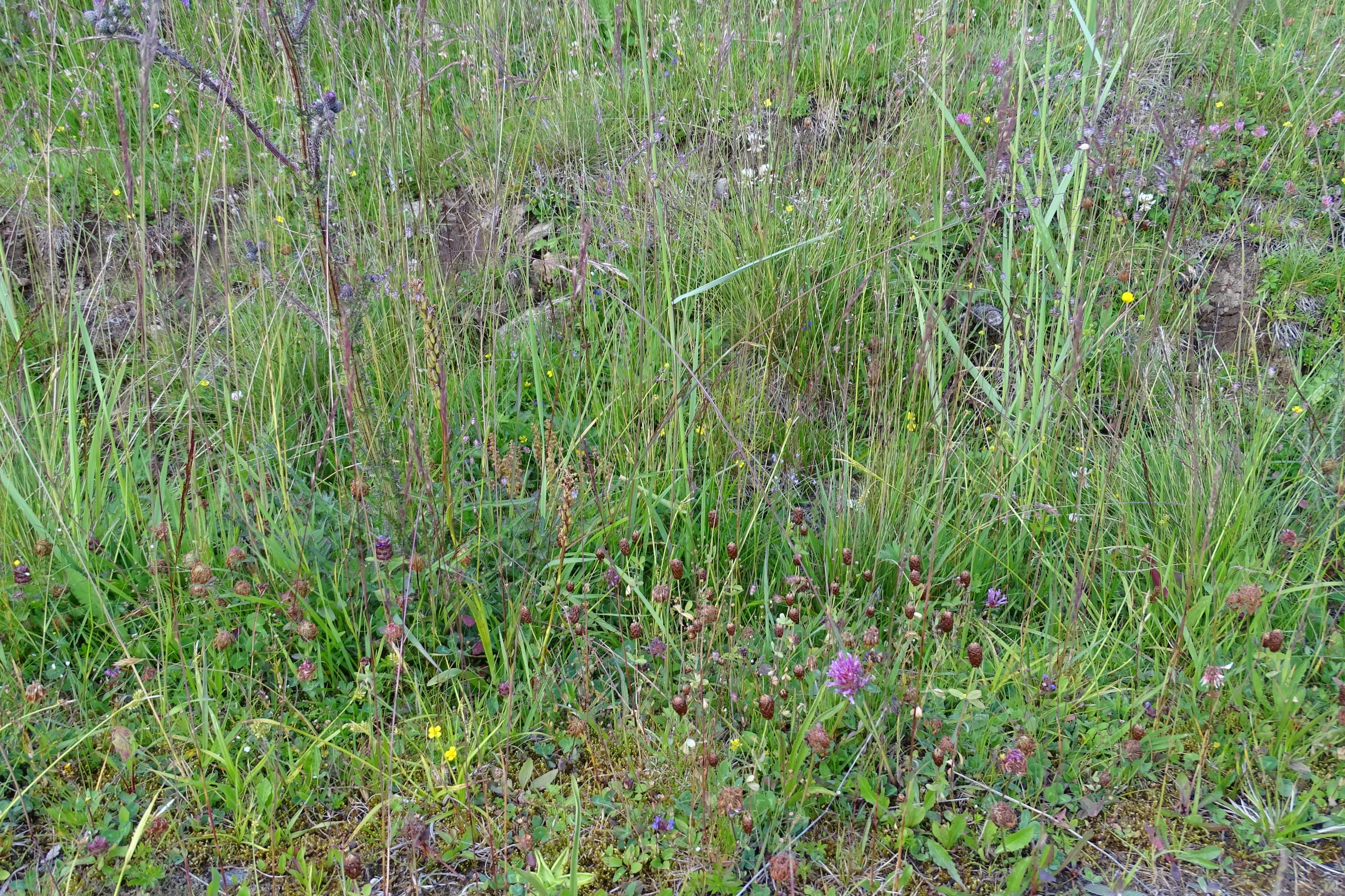 DSC00540 trifolium badium, 2019-07-16, koralm nahe weinebene.JPG