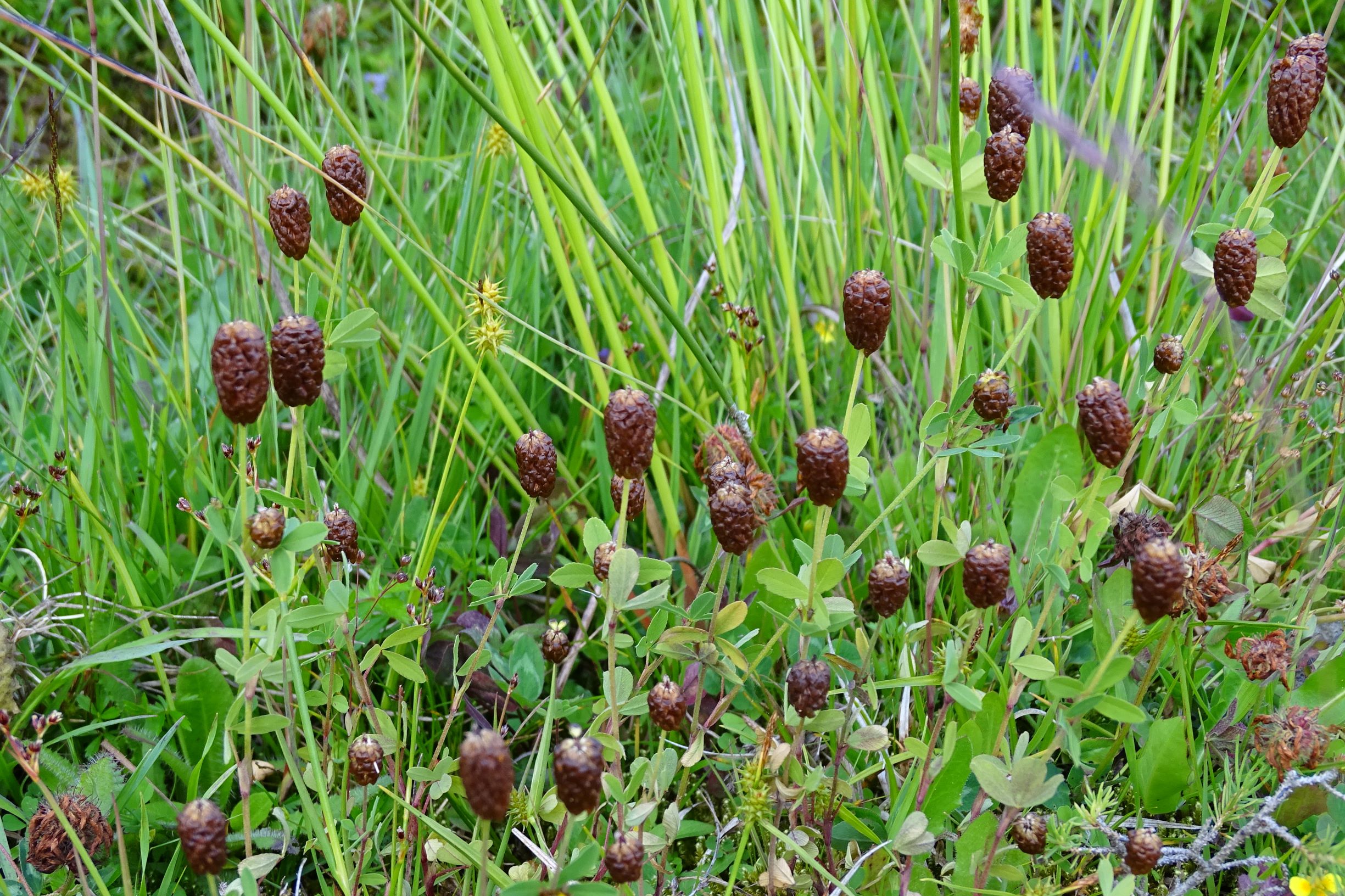 DSC00543 trifolium badium, 2019-07-16, koralm nahe weinebene.JPG