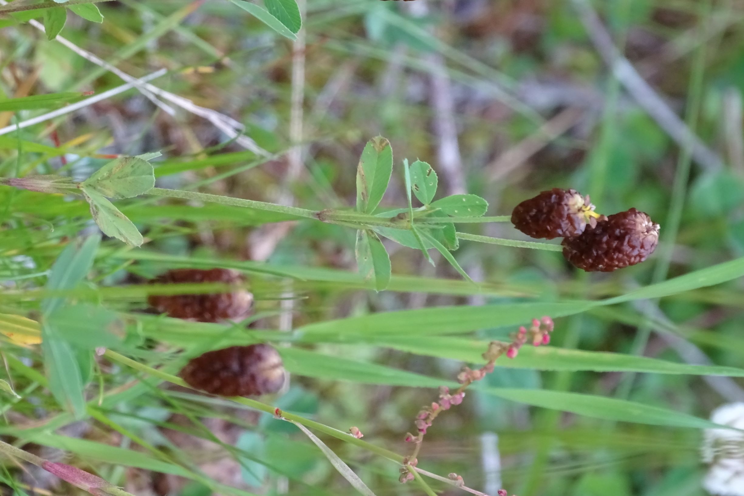 DSC00625 trifolium badium, 2019-07-16, koralm nahe weinebene.JPG