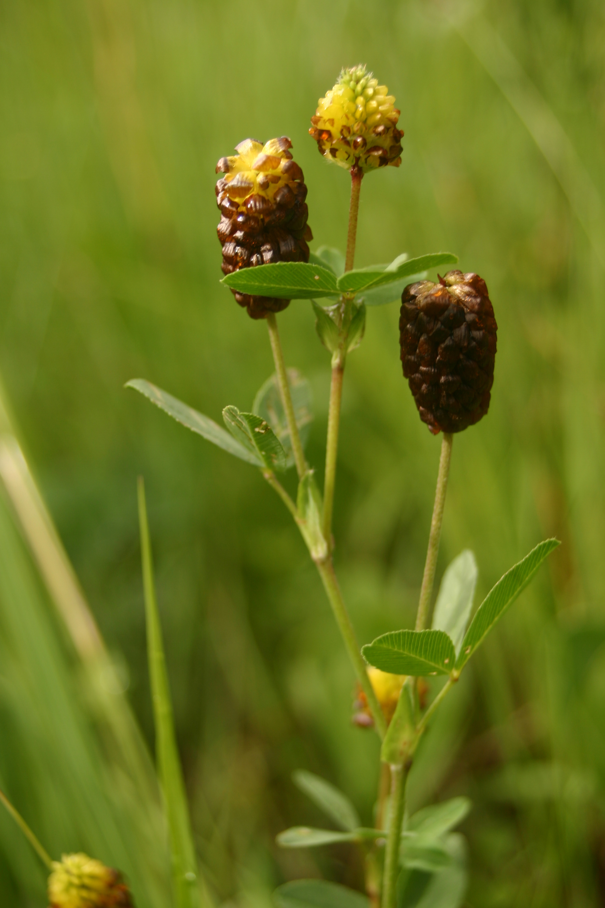 Trifolium_spadiceum_2_Zellersee-Süd_2007_06_16.jpg