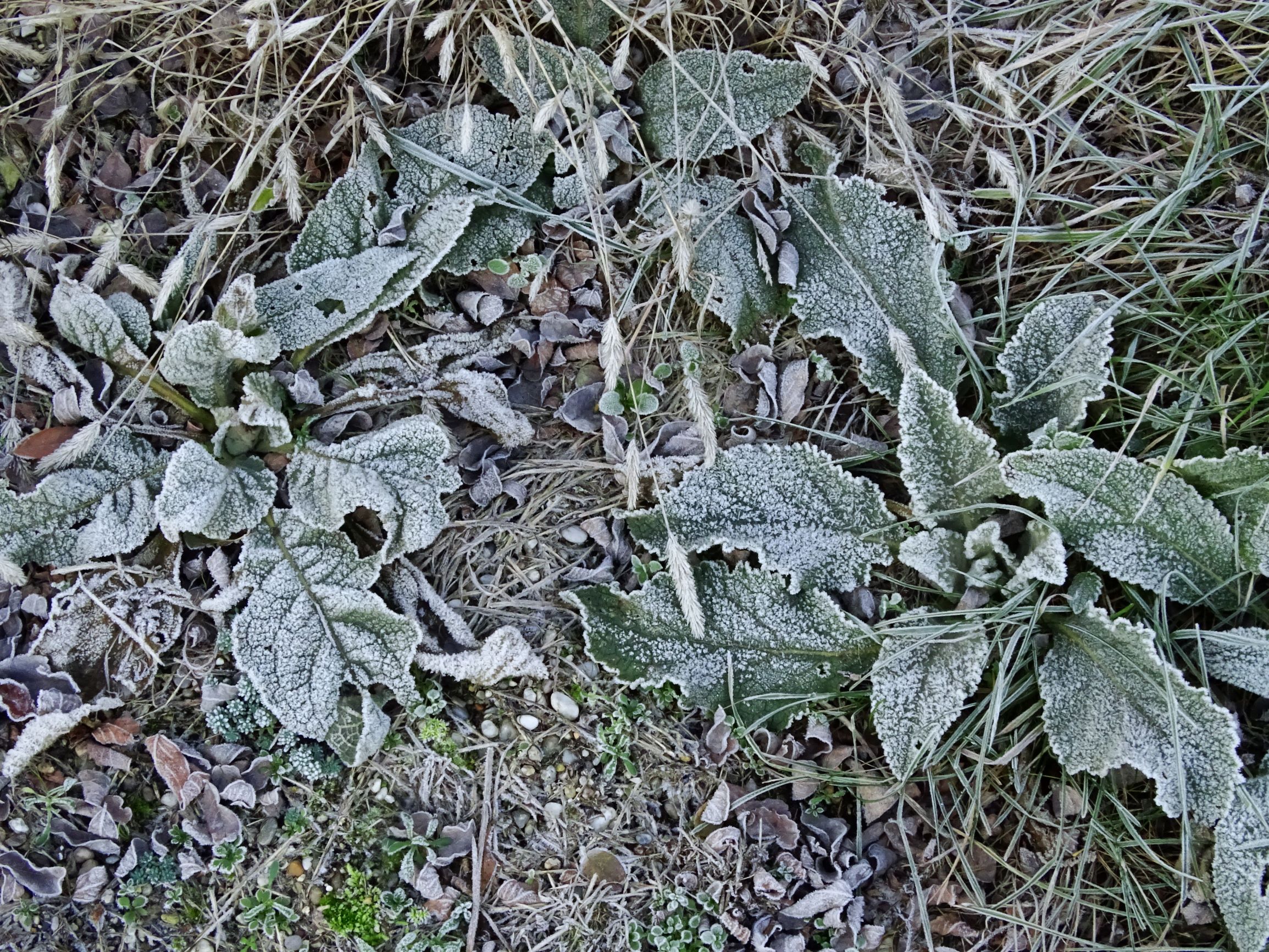 DSC03618 verbascum phlomoides, prellenkirchen, 2020-11-22.JPG